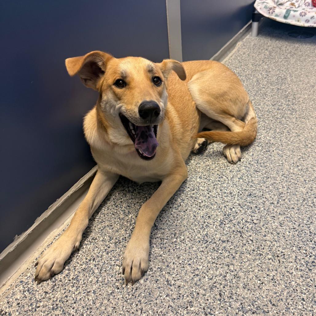 Enlarge Ginger, a Adoptable Mixed Breed in Great Falls, MT image 3/6