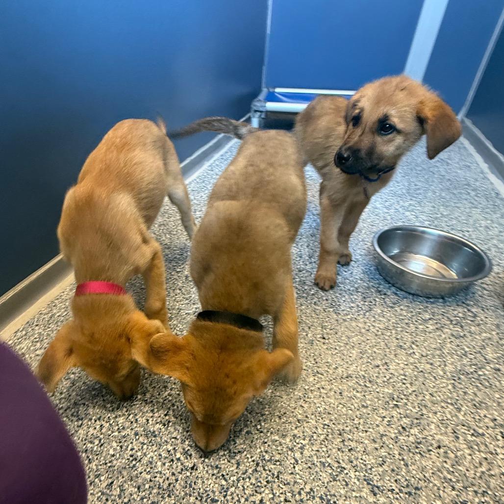Enlarge Ginger, a Adoptable Mixed Breed in Great Falls, MT image 4/6