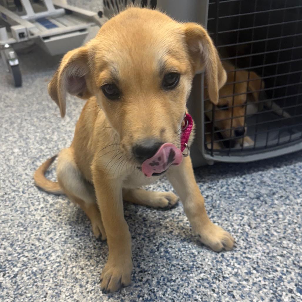 Enlarge Ginger, a Adoptable Mixed Breed in Great Falls, MT image 5/6