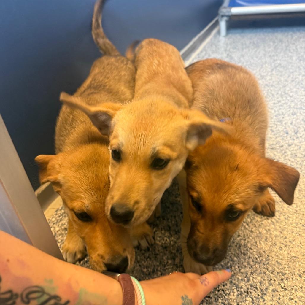 Enlarge Ginger, a Adoptable Mixed Breed in Great Falls, MT image 6/6