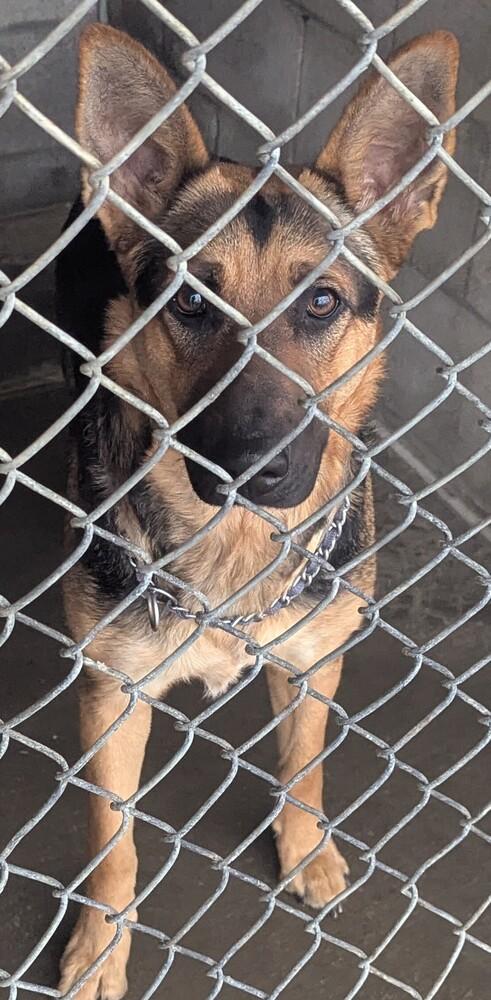 Roxie Jones (BQ), Adopted, Adult Female German Shepherd Dog.