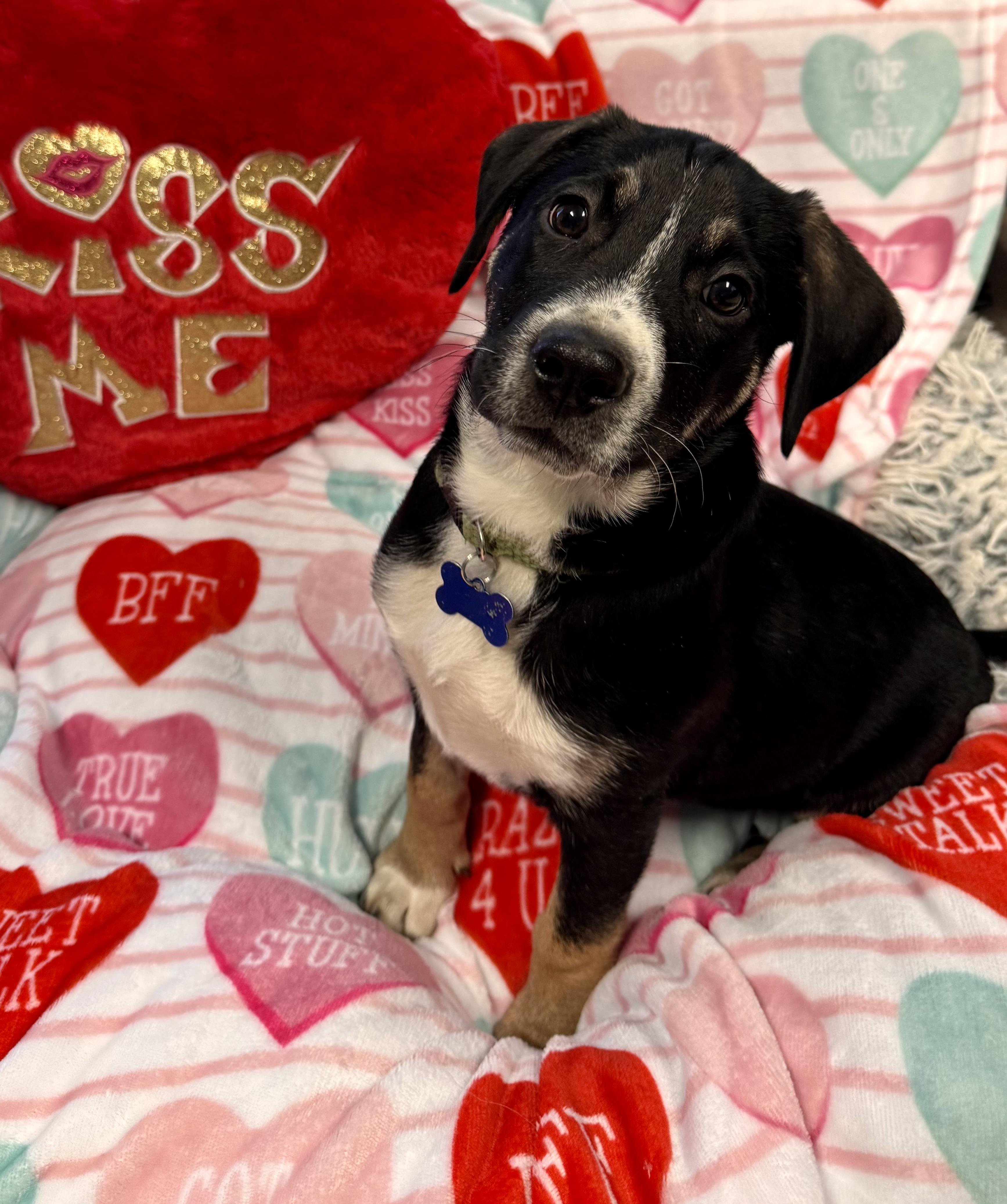 Augustus, ADOPTABLE, Puppy Male Shepherd & Australian Shepherd.