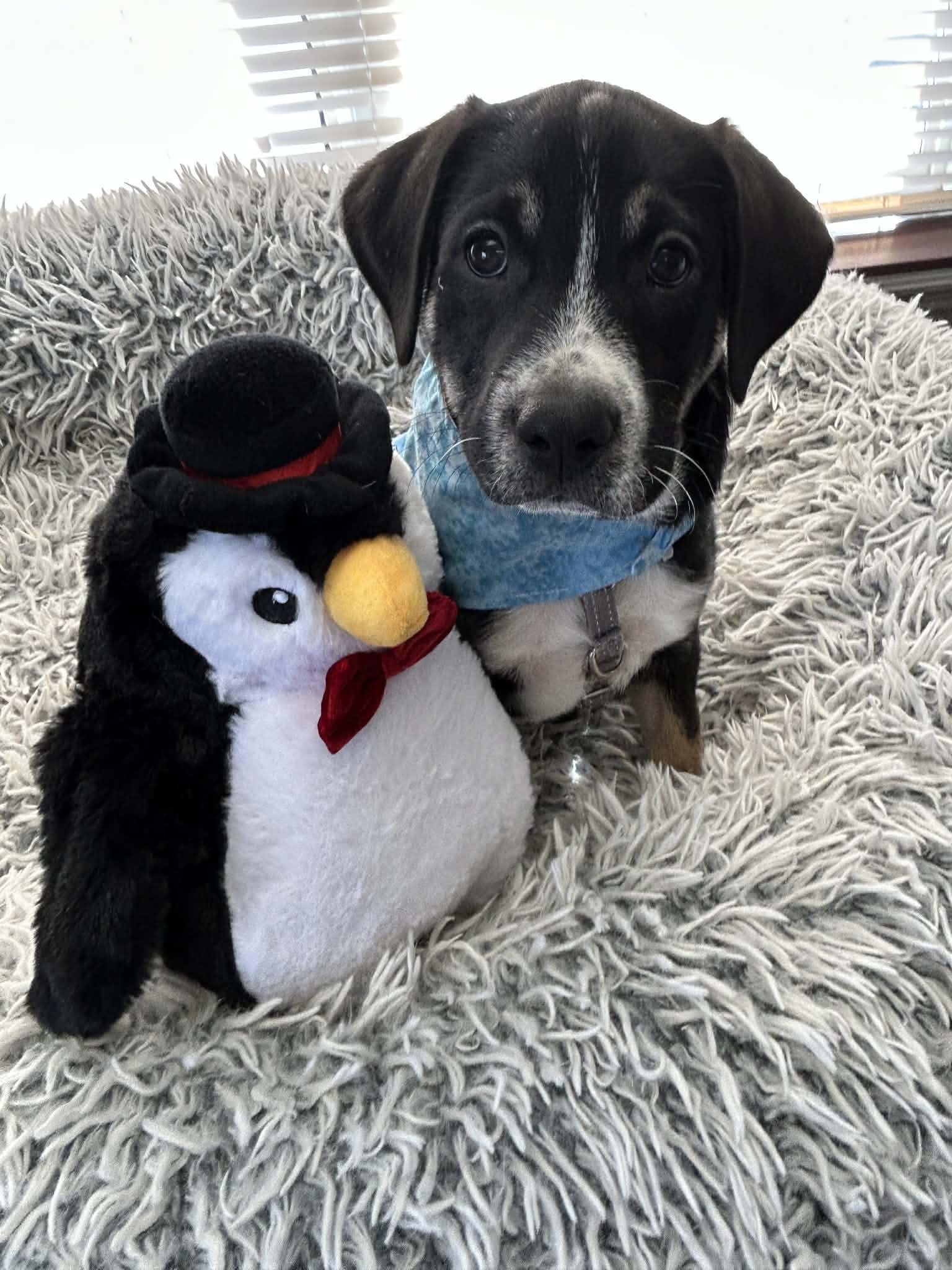 Enlarge Augustus, a ADOPTABLE mixed breed in Columbia, MO image 4/6