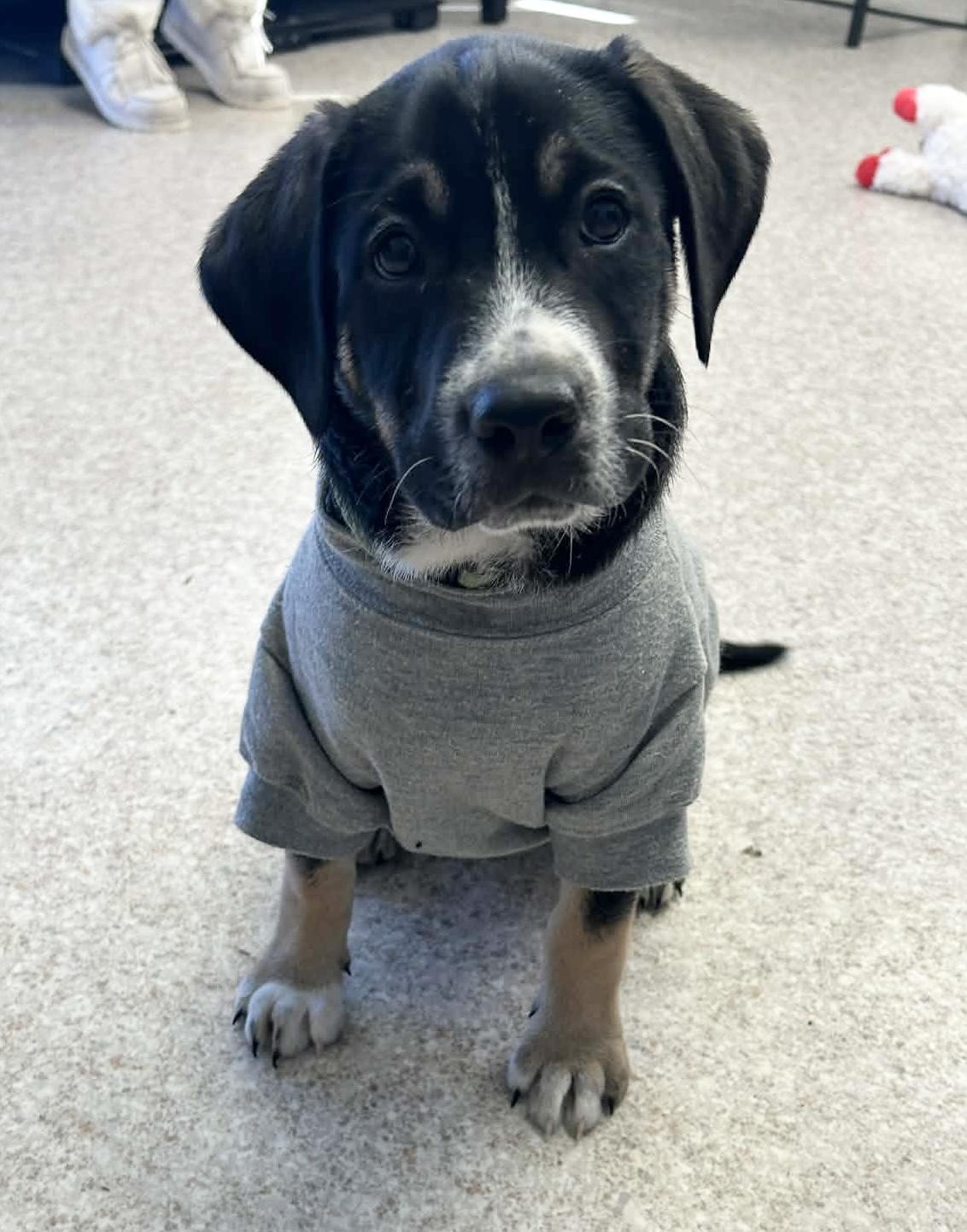 Enlarge Augustus, a ADOPTABLE mixed breed in Columbia, MO image 6/6