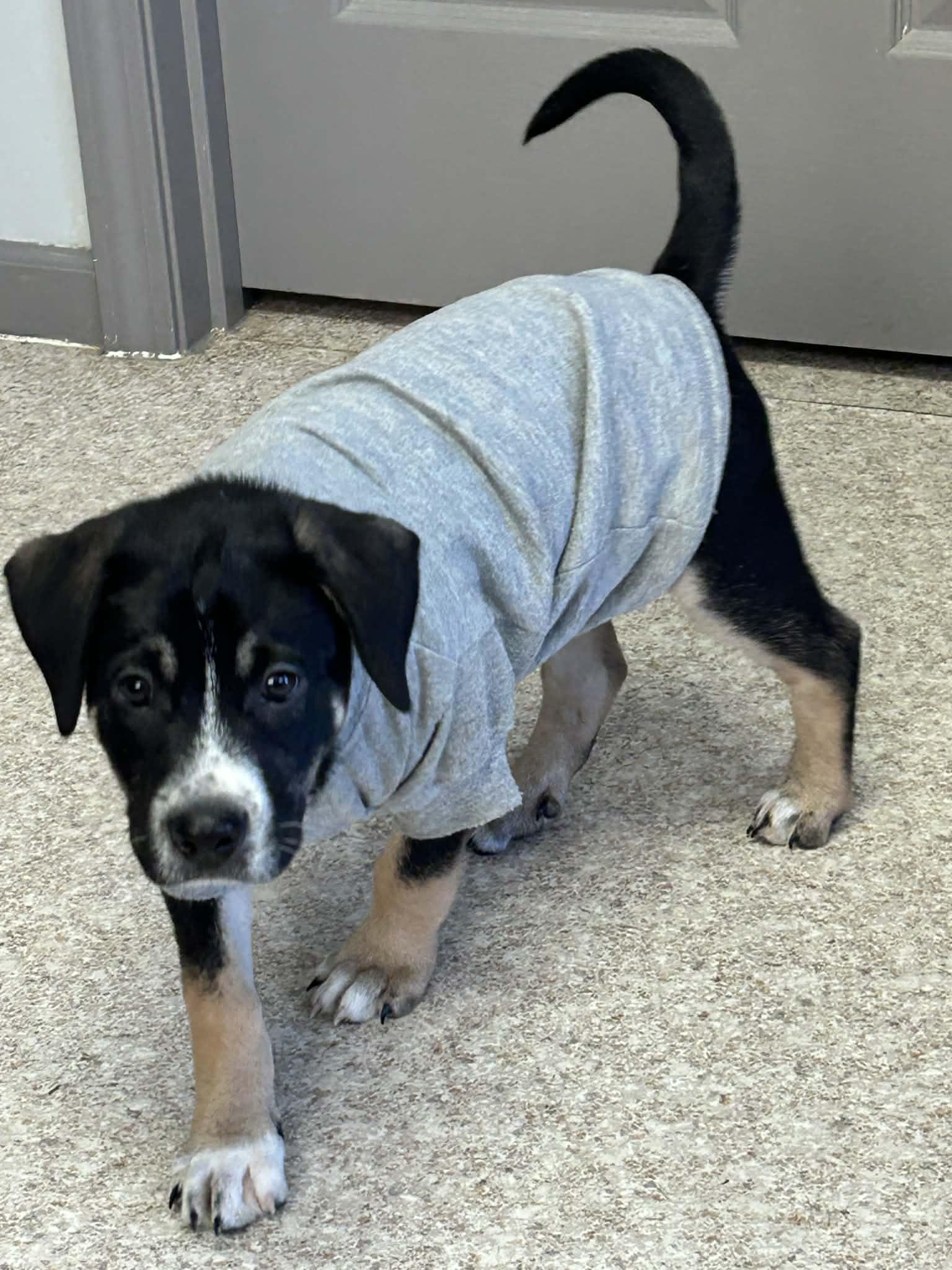 Enlarge Augustus, a ADOPTABLE mixed breed in Columbia, MO image 3/6