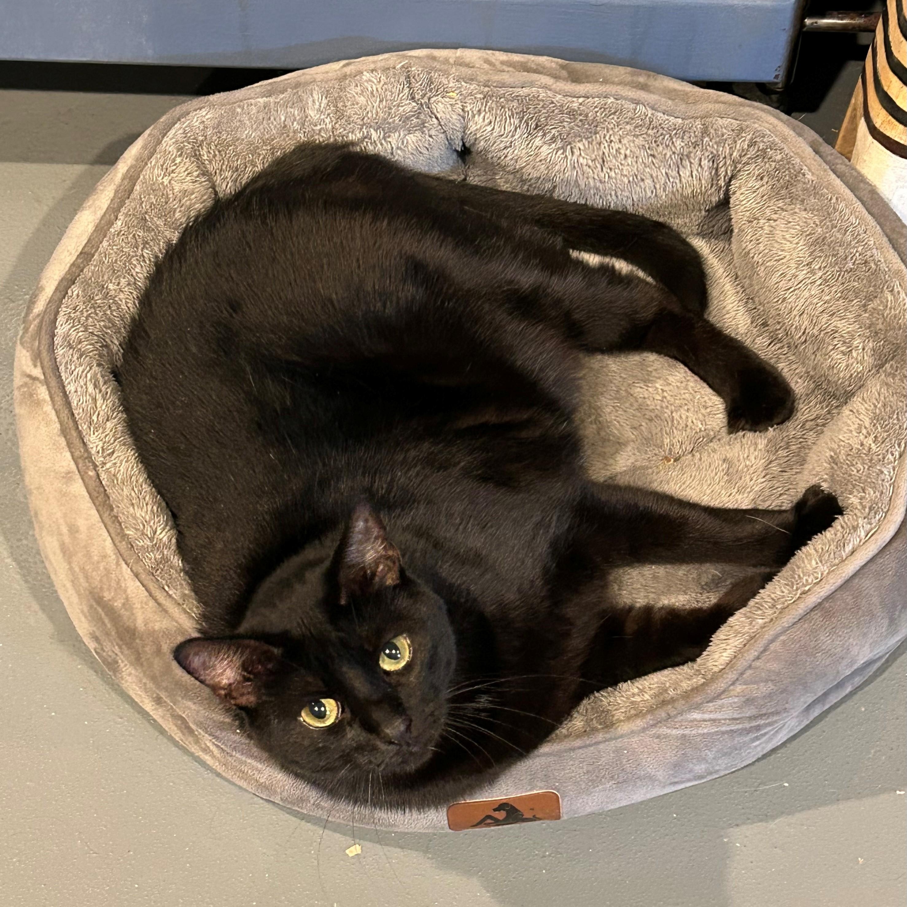 Jasmine, a Adoptable Domestic Short Hair in Lodi, CA image 2/2
