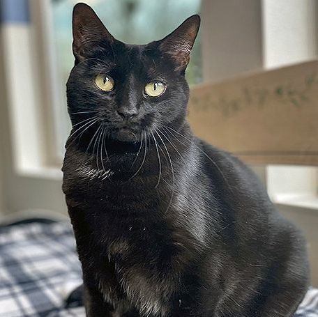 Enlarge Jasmine, a Adoptable Domestic Short Hair in Lodi, CA image 1/1