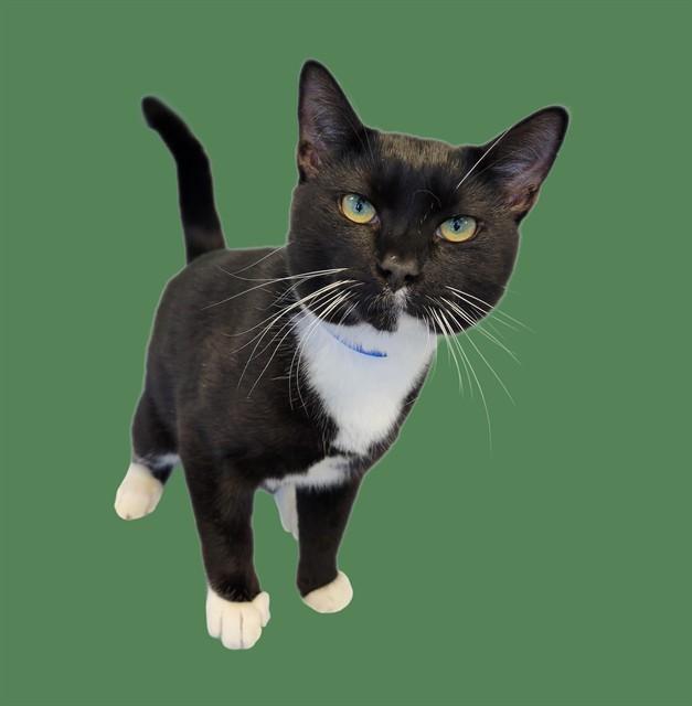 RORY, Adoptable, Young Male Domestic Short Hair.