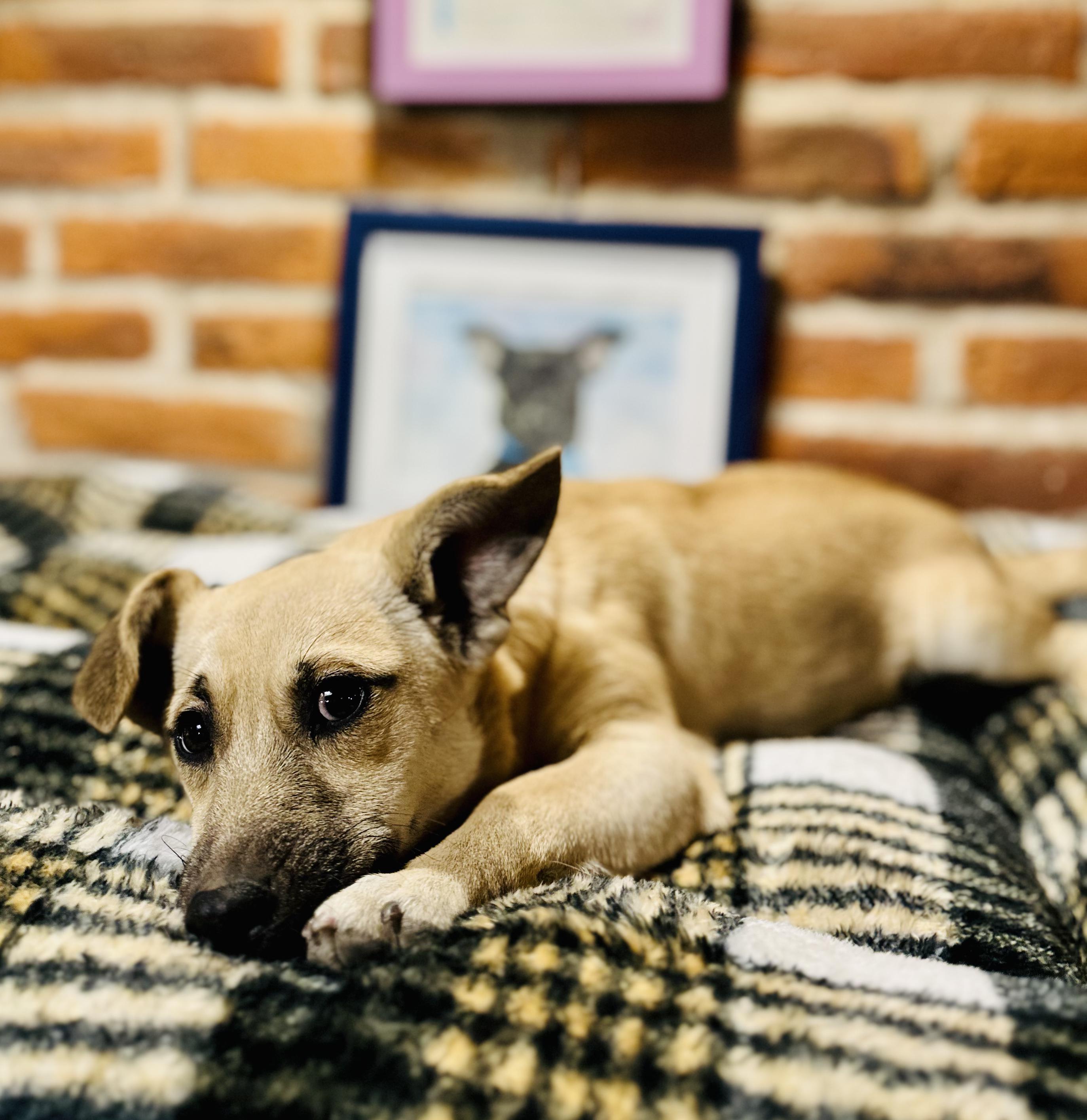 Ollie, a ADOPTABLE Mixed Breed in Encino, CA image 5/6