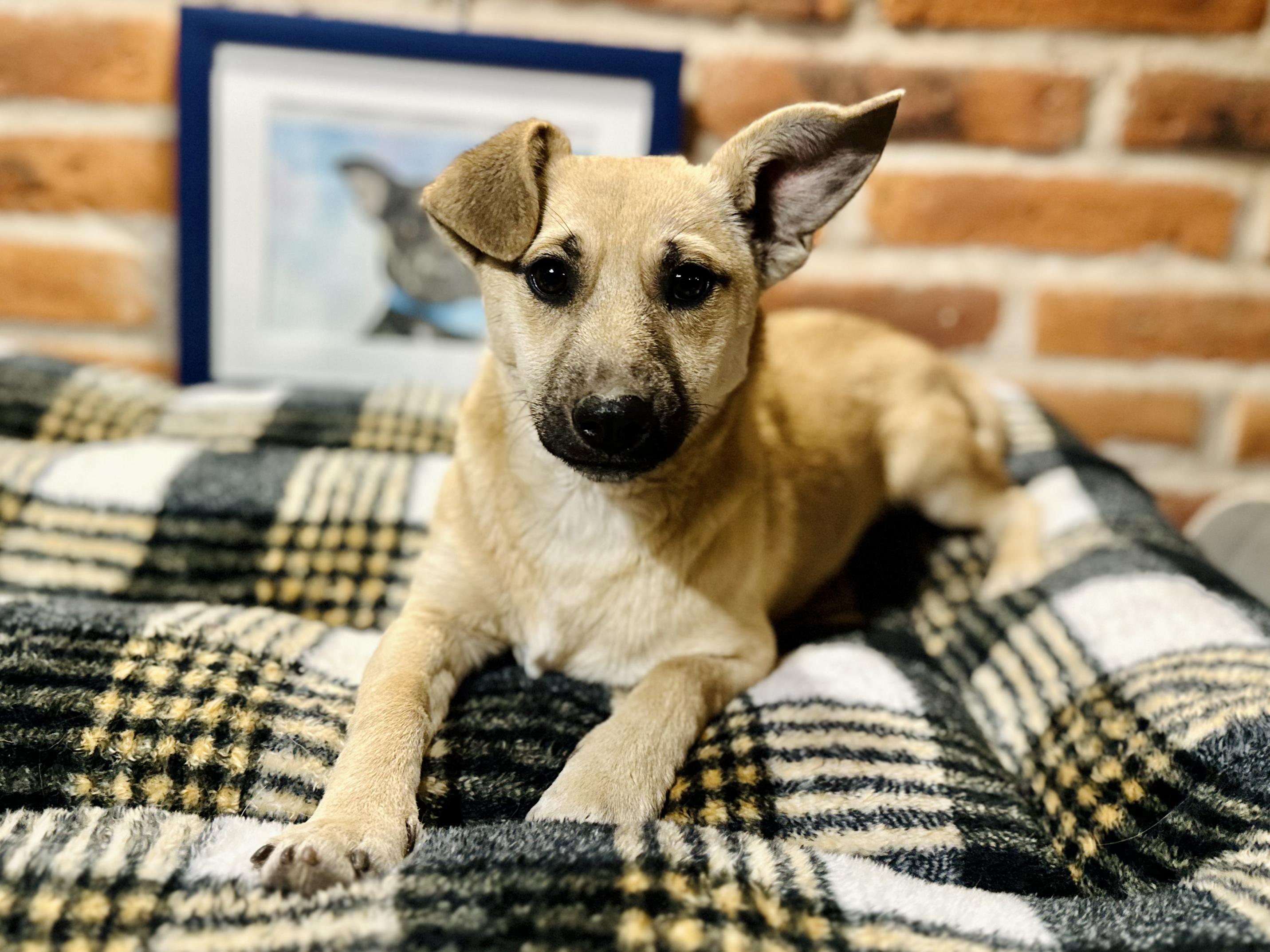 Ollie, a ADOPTABLE Mixed Breed in Encino, CA image 2/6