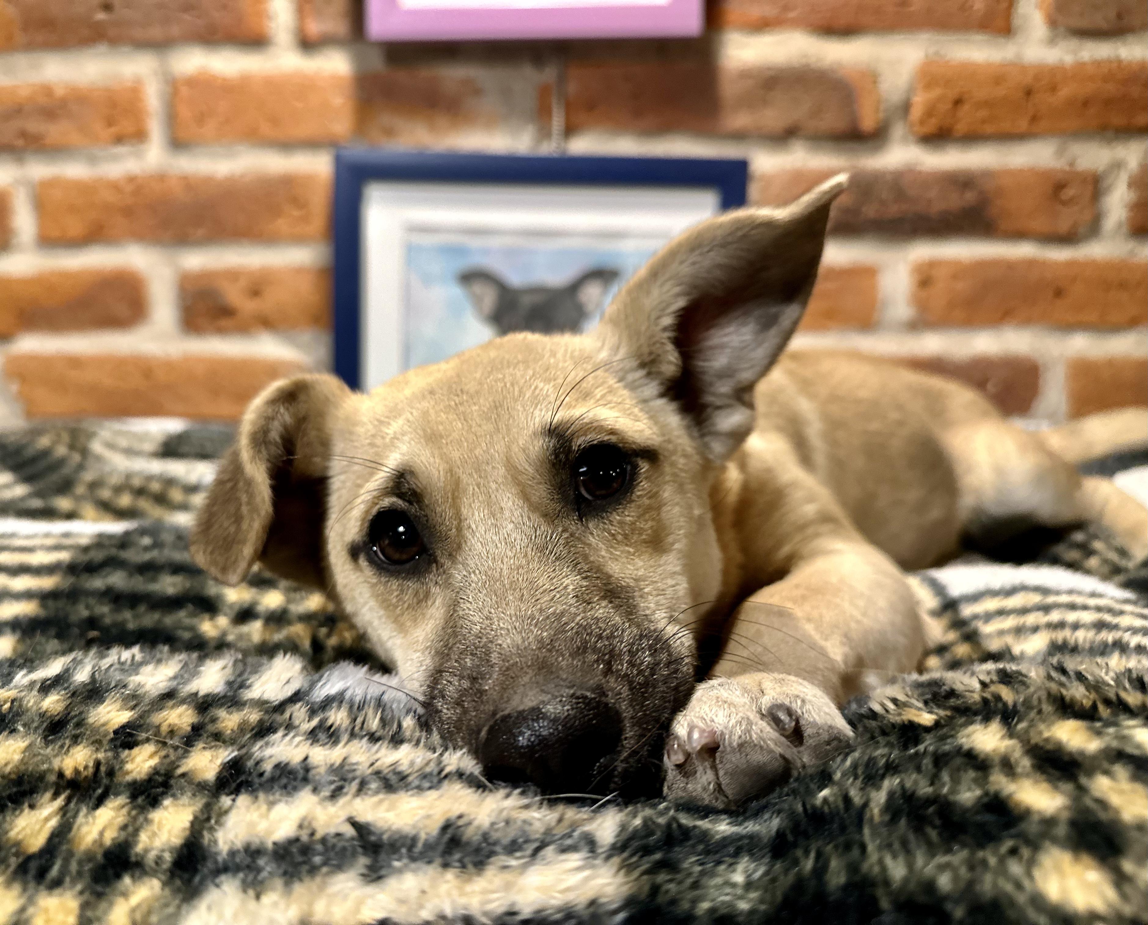 Ollie, a ADOPTABLE Mixed Breed in Encino, CA image 3/6