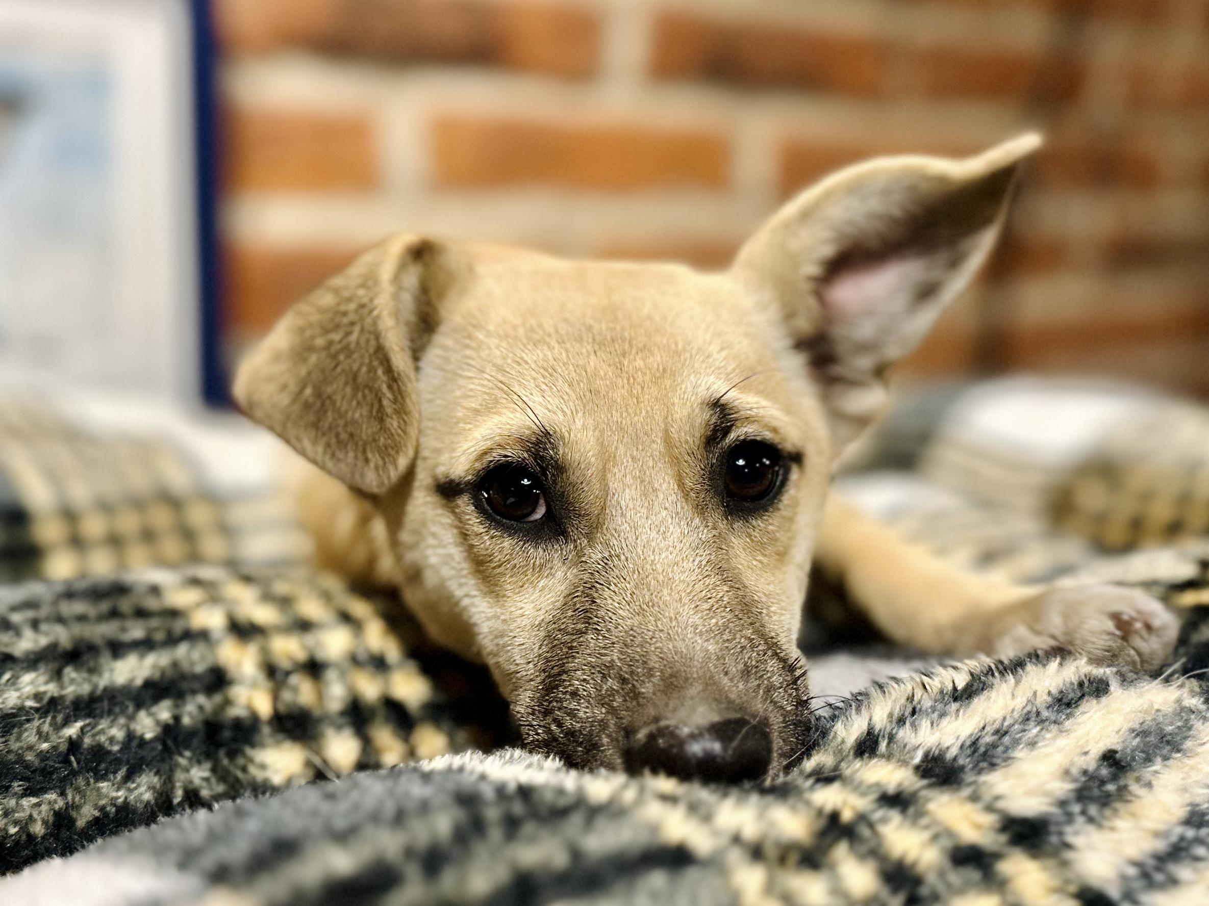 Ollie, a ADOPTABLE Mixed Breed in Encino, CA image 4/6