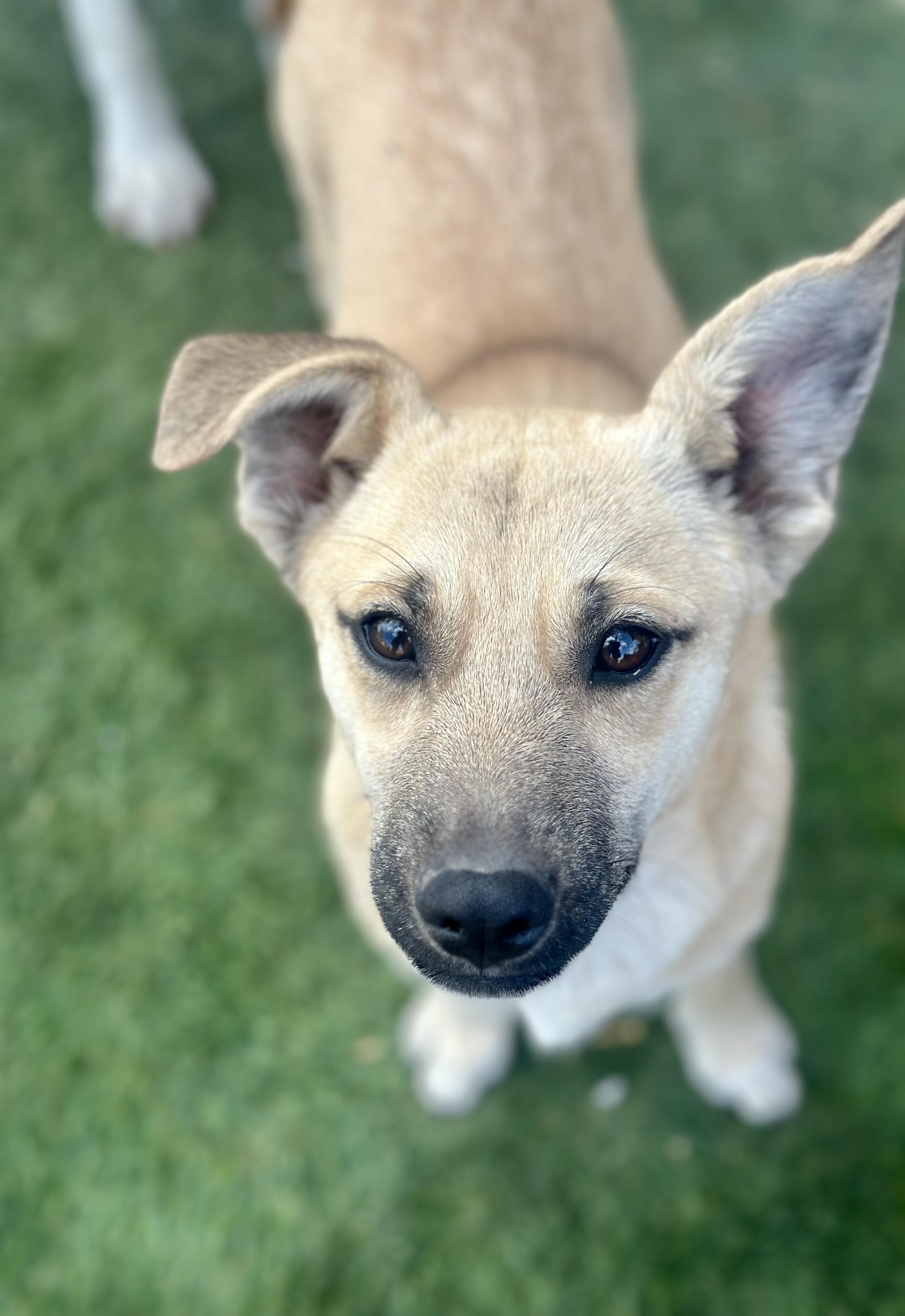 Ollie, ADOPTABLE, Young Male Mixed Breed.