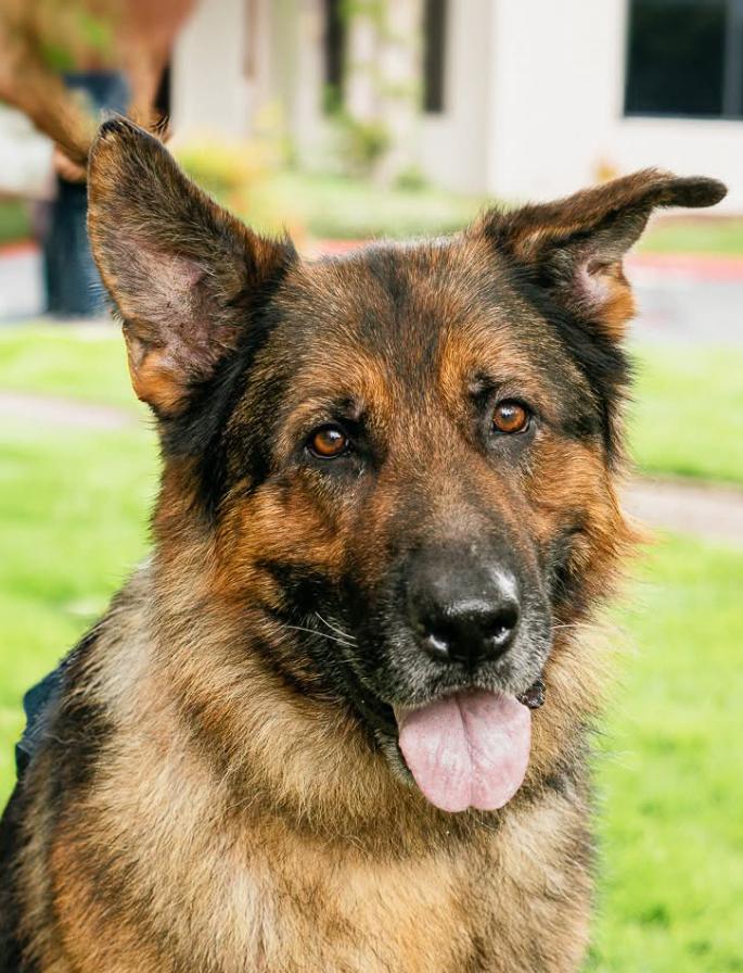 Rudi, a Adopted German Shepherd Dog in Bellevue, WA image 5/5