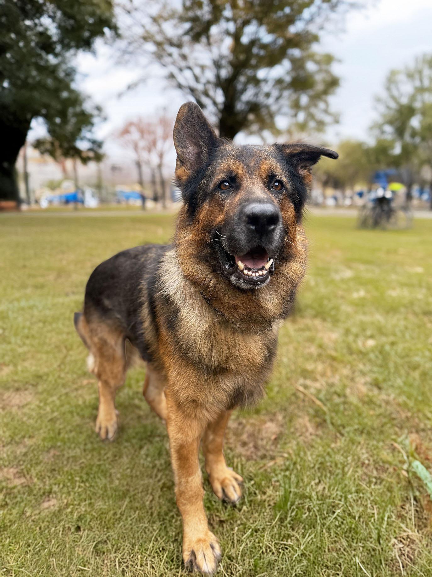 Rudi, a Adopted German Shepherd Dog in Bellevue, WA image 1/5