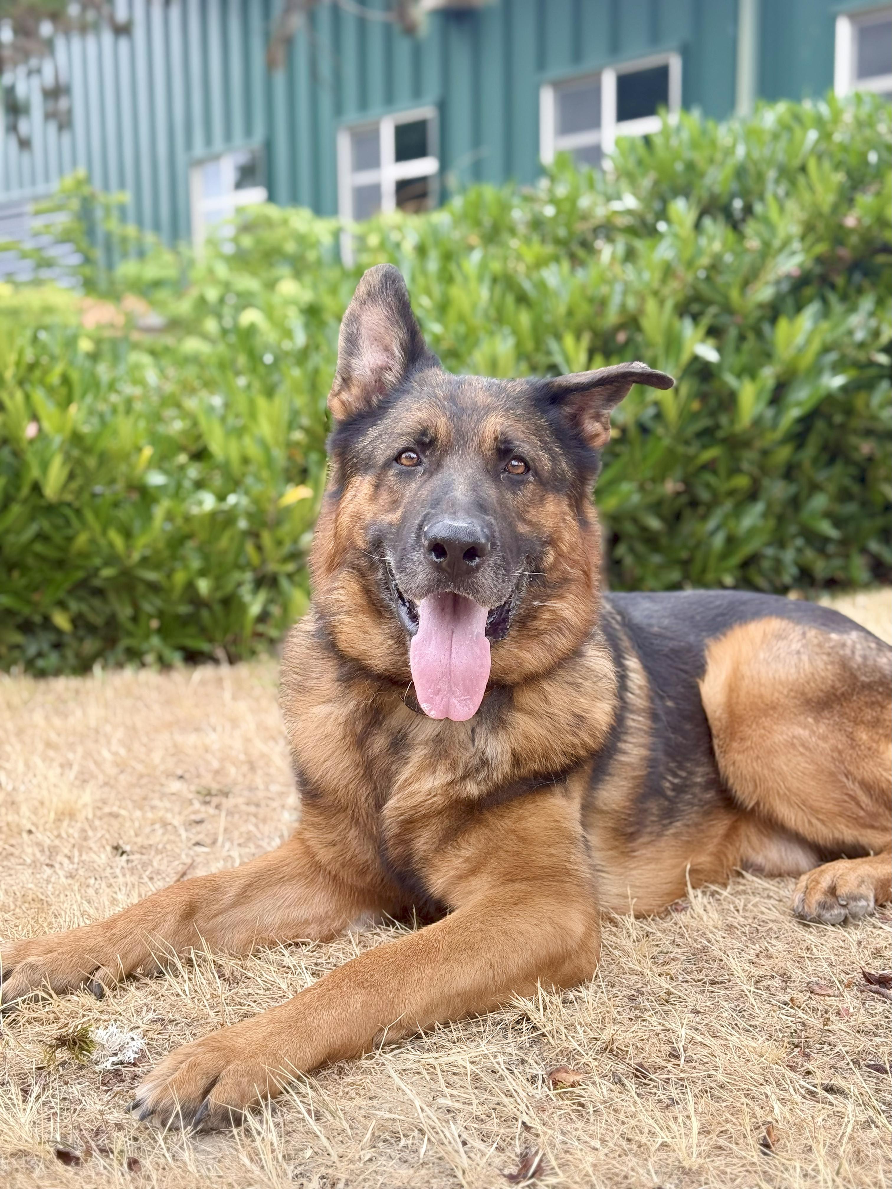 Rudi, a Adopted German Shepherd Dog in Bellevue, WA image 3/5