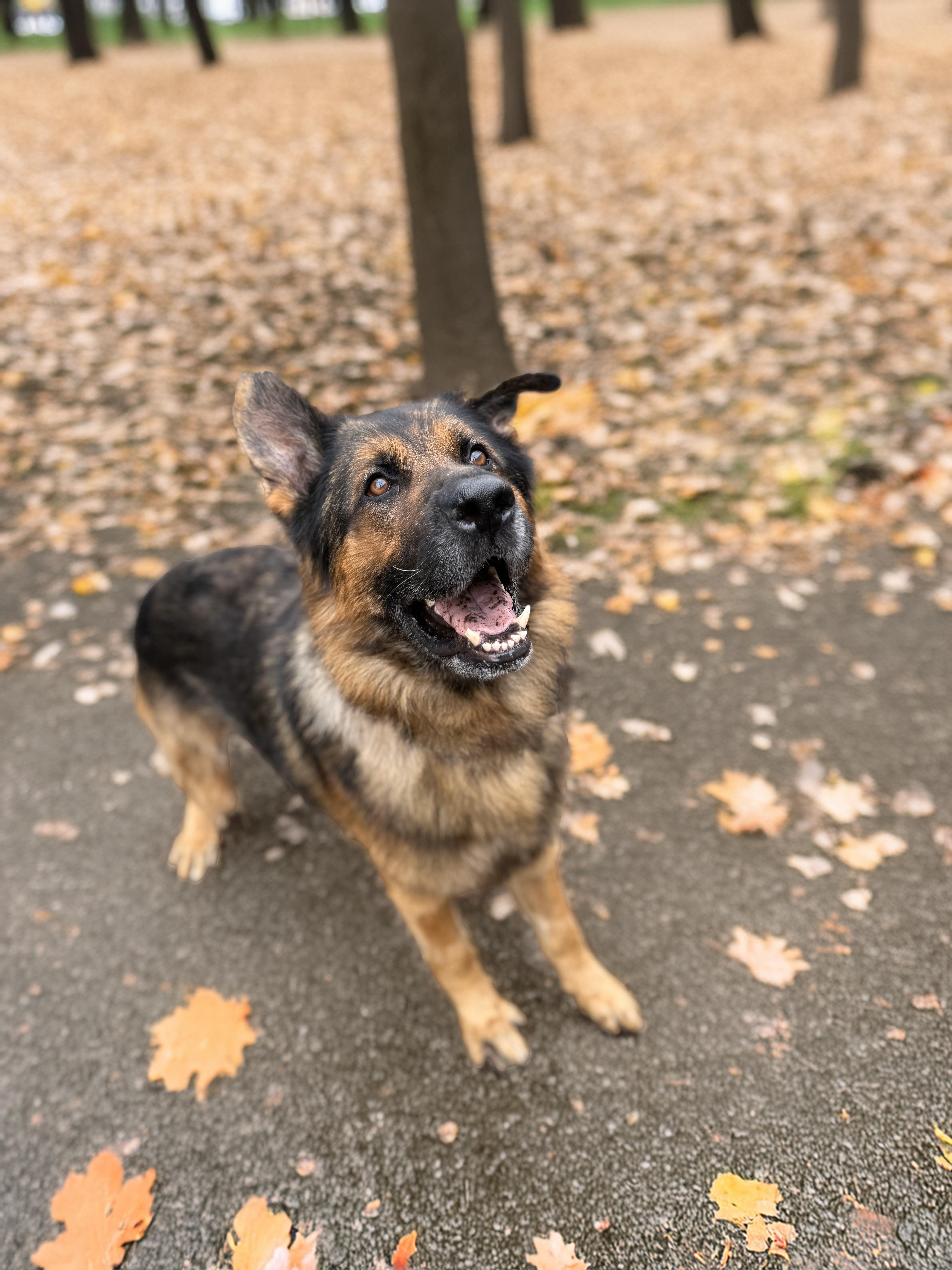 Rudi, a Adopted German Shepherd Dog in Bellevue, WA image 4/5
