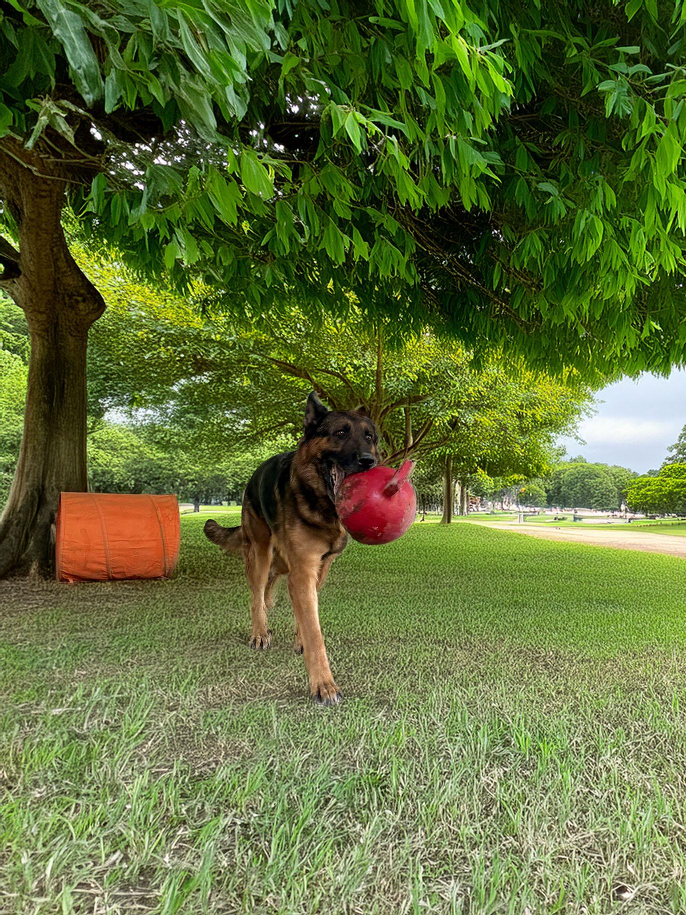 Rudi, a Adopted German Shepherd Dog in Bellevue, WA image 2/5
