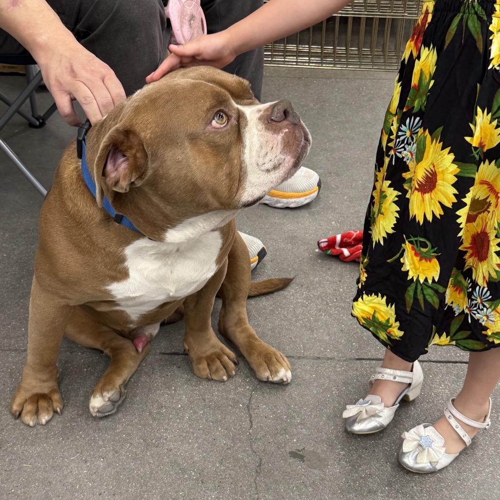 Enlarge Tanque A1431348, a Adoptable American Bulldog in Las Vegas, NV image 1/6