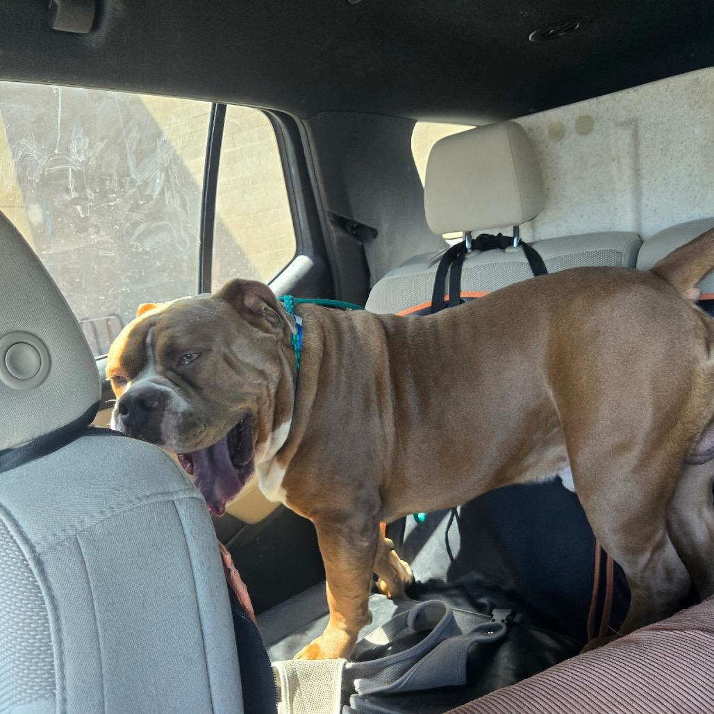 Enlarge Tanque A1431348, a Adoptable American Bulldog in Las Vegas, NV image 2/6