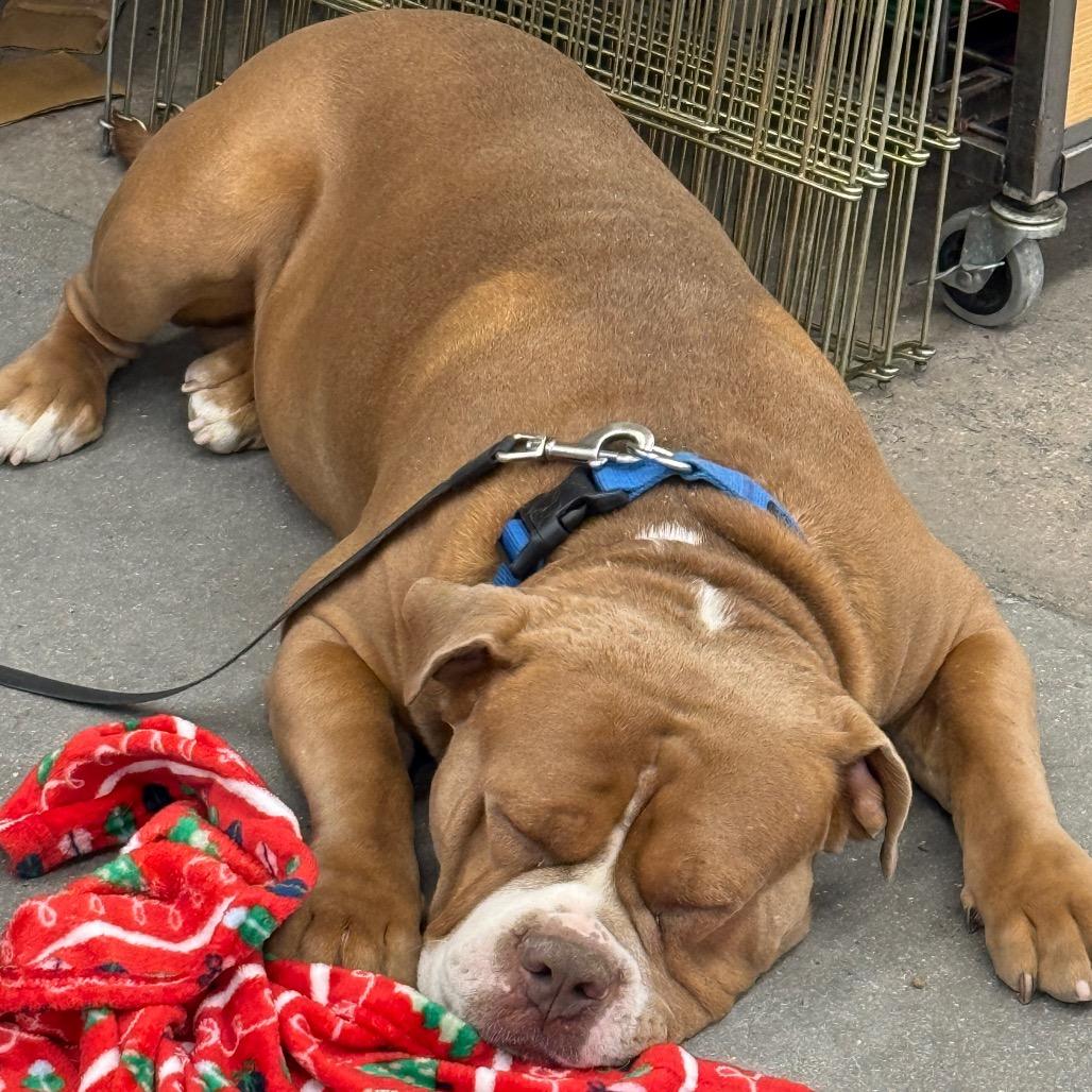 Enlarge Tanque A1431348, a Adoptable American Bulldog in Las Vegas, NV image 3/6