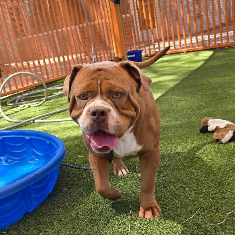 Enlarge Tanque A1431348, a Adoptable American Bulldog in Las Vegas, NV image 4/6
