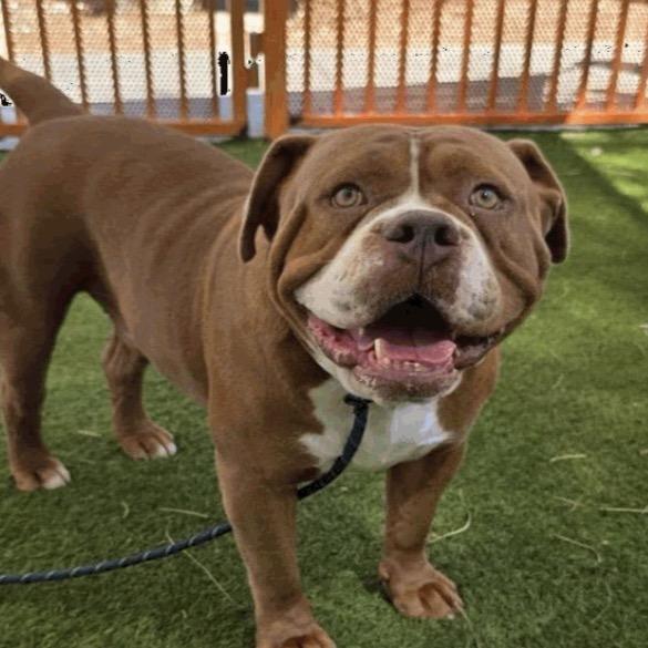 Enlarge Tanque A1431348, a Adoptable American Bulldog in Las Vegas, NV image 6/6