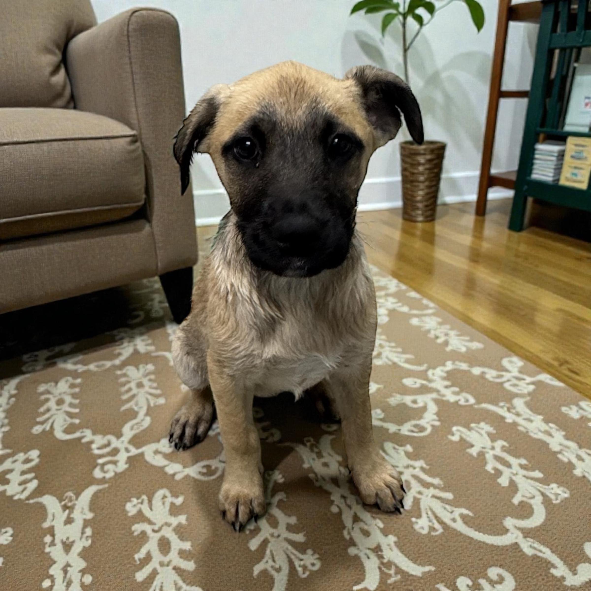 Lucy — thumbnail 2