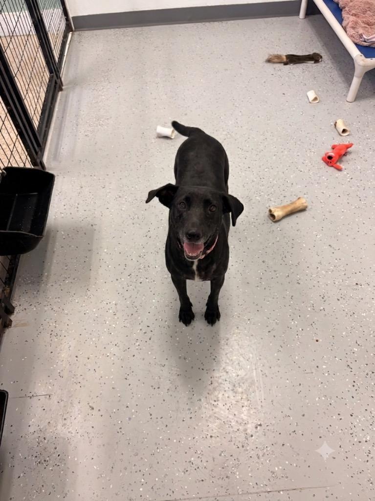 Kennedy, Adoptable, Adult Female Labrador Retriever & Mixed Breed.