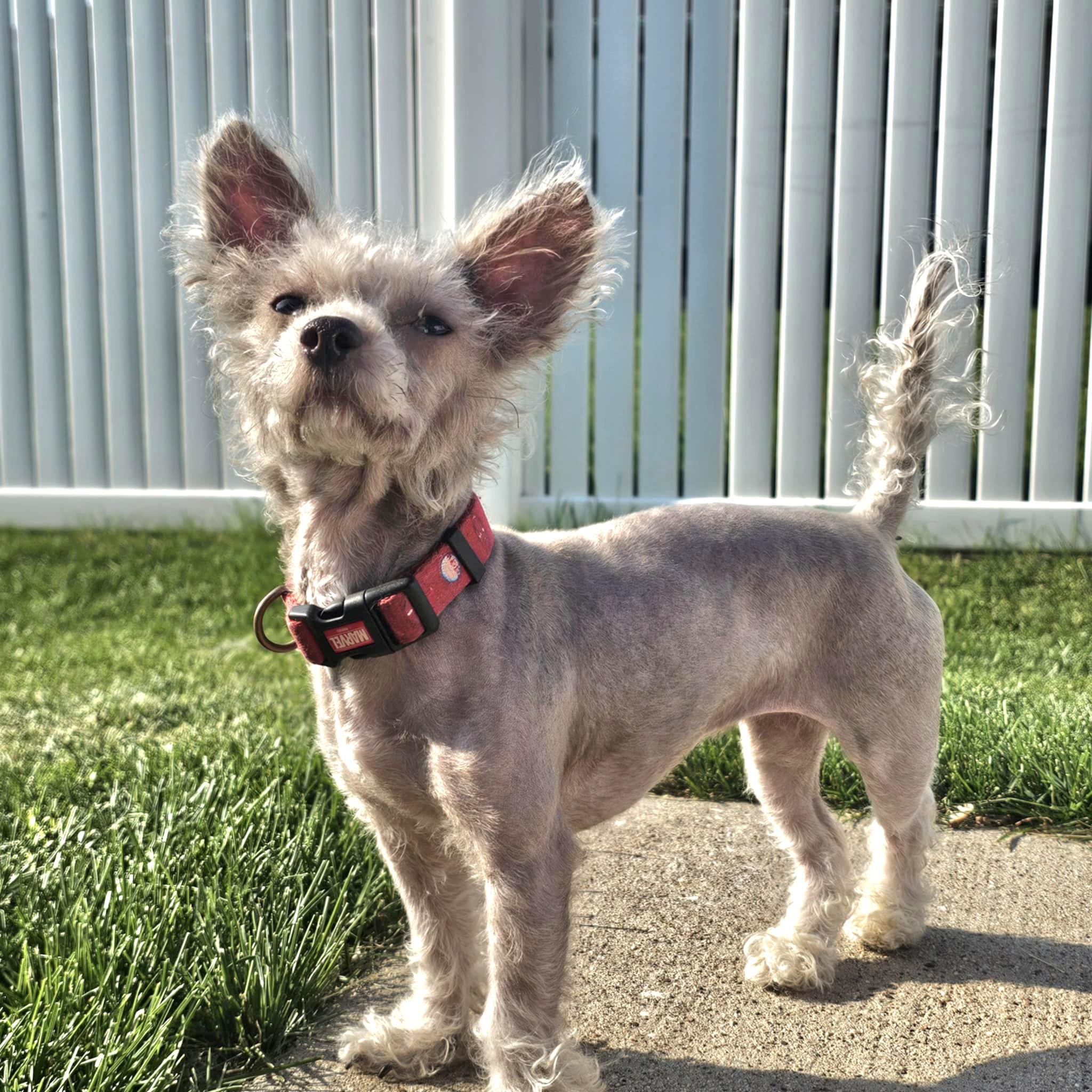 Mindy, a Adoptable mixed breed in Cedar Rapids, IA image 1/6