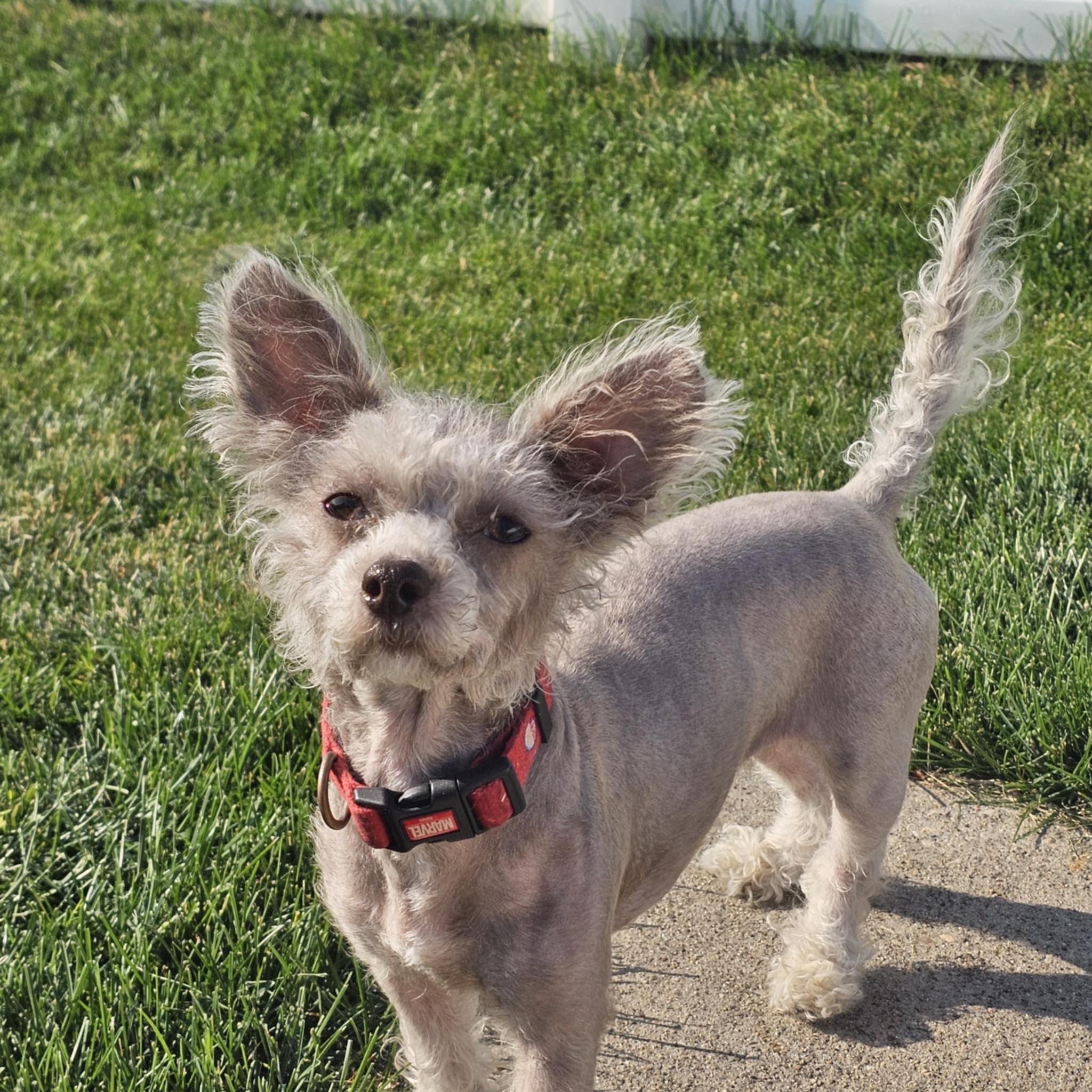 Mindy, a Adoptable mixed breed in Cedar Rapids, IA image 4/6
