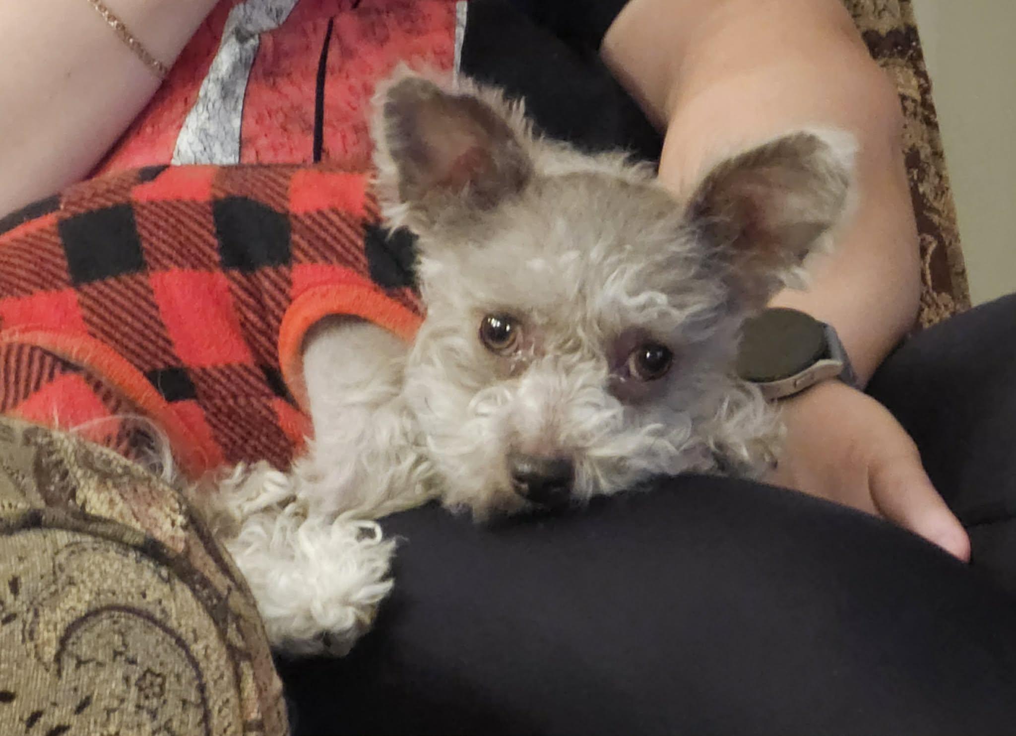 Enlarge Mindy, a Adoptable mixed breed in Cedar Rapids, IA image 4/5