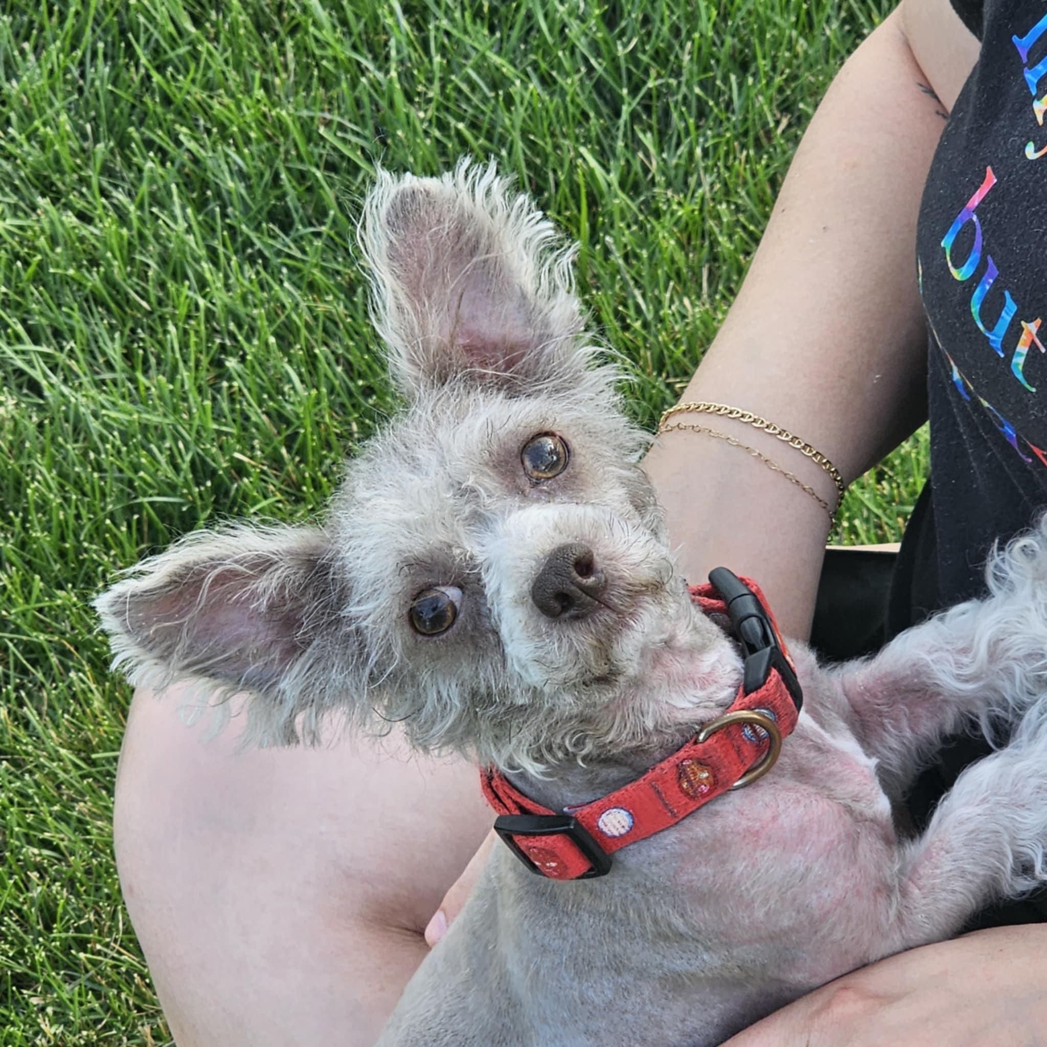 Mindy, a Adoptable mixed breed in Cedar Rapids, IA image 5/6