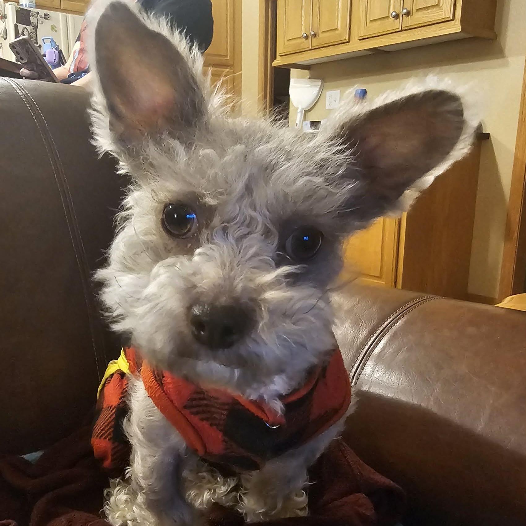 Enlarge Mindy, a Adoptable mixed breed in Cedar Rapids, IA image 1/5