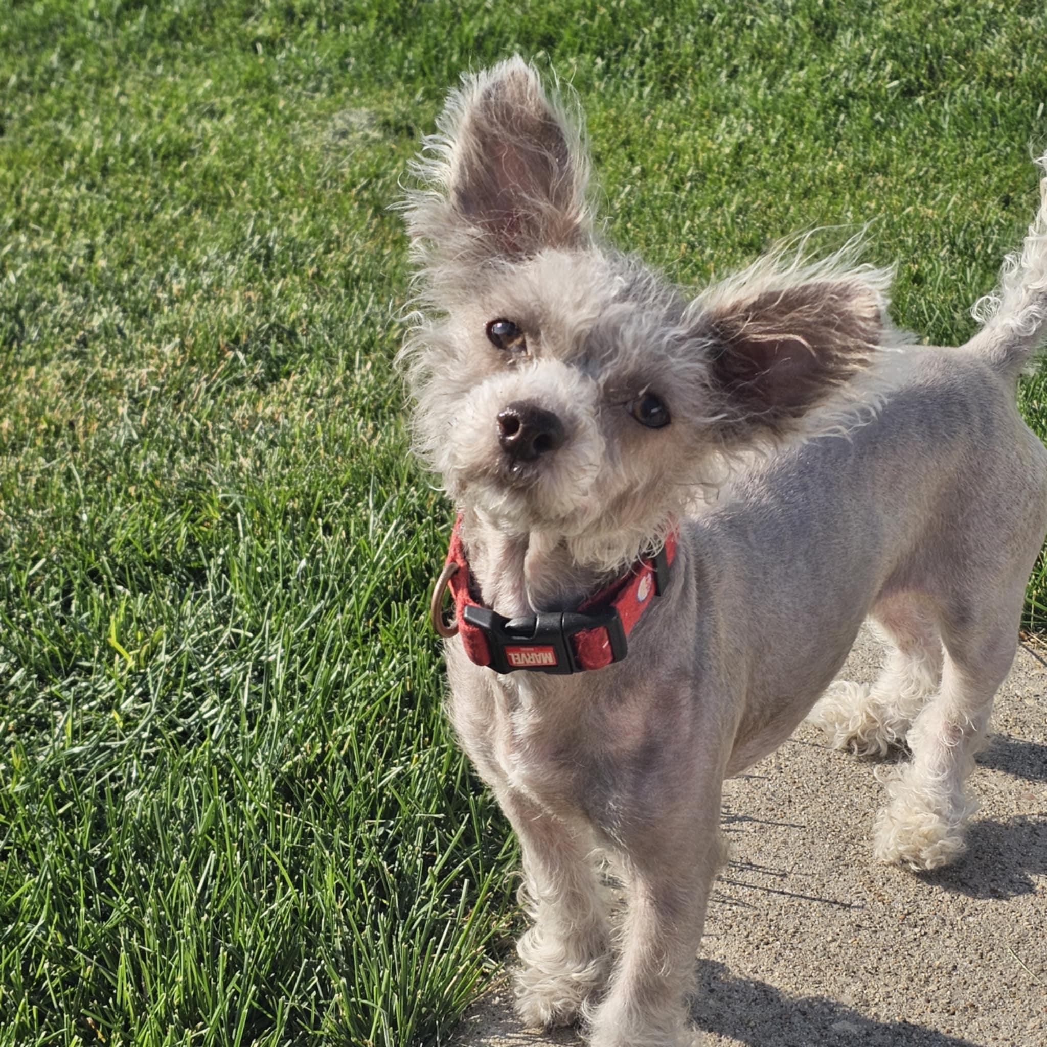 Mindy, a Adoptable mixed breed in Cedar Rapids, IA image 3/6