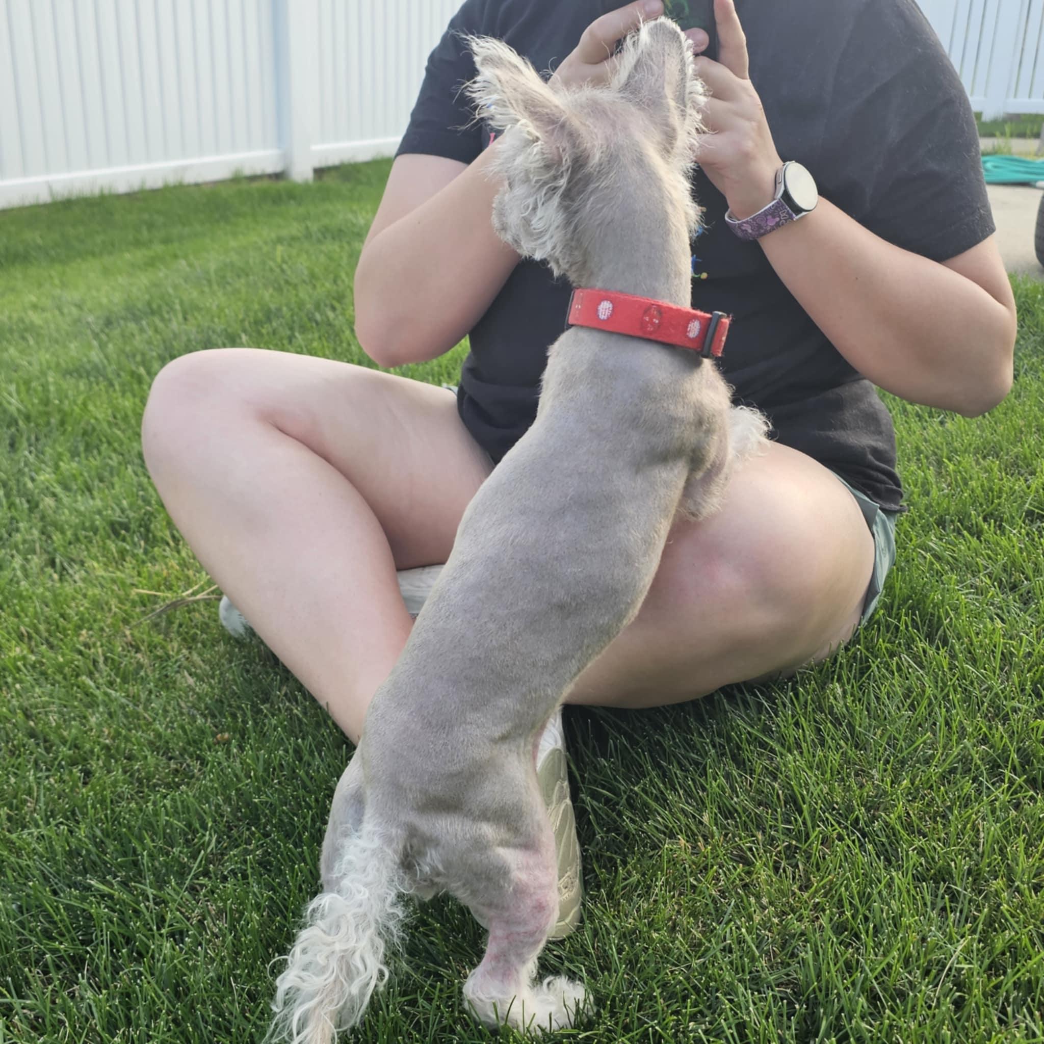 Mindy, a Adoptable mixed breed in Cedar Rapids, IA image 2/6