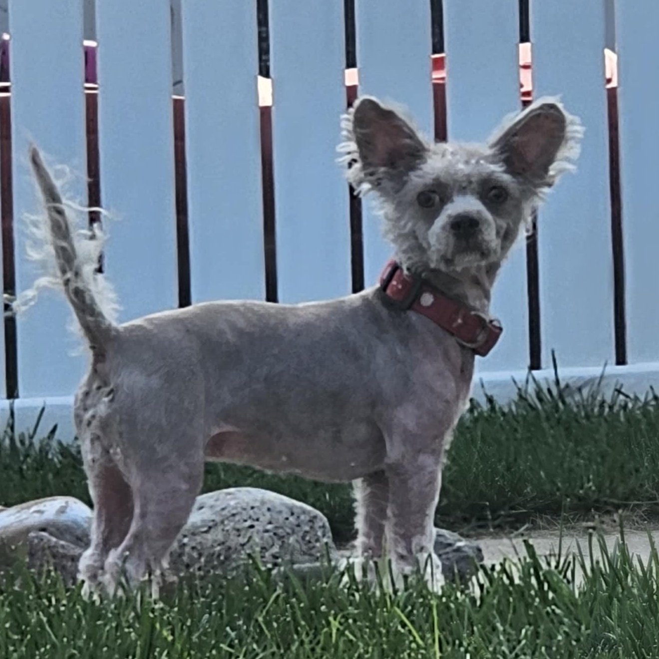 Mindy, a Adoptable mixed breed in Cedar Rapids, IA image 6/6