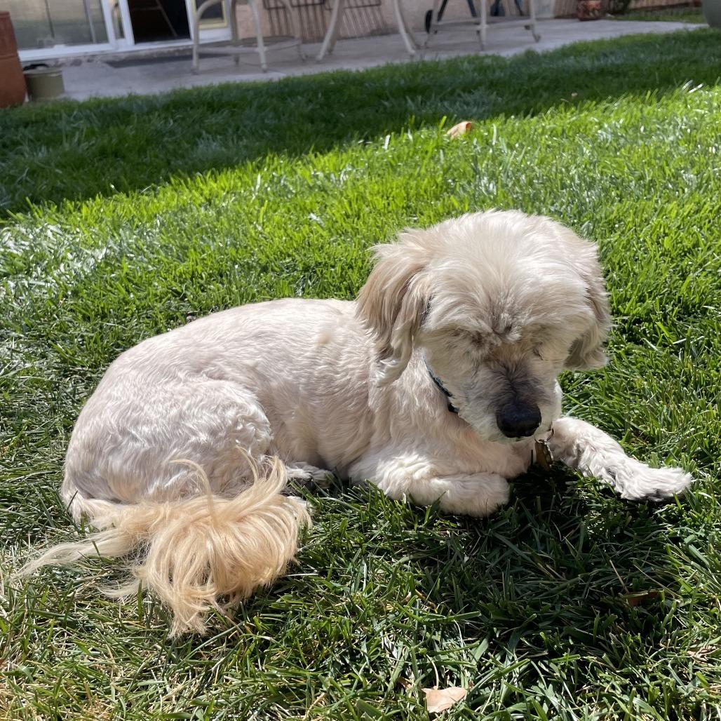 Choddy, Adoptable, Senior Male Shih Tzu & Mixed Breed.