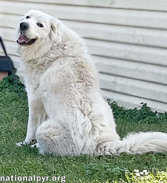 Lillie in MS - Loves Peanut Butter Ritz Bits!, a ADOPTABLE Great Pyrenees in Gulfport, MS image 2/4