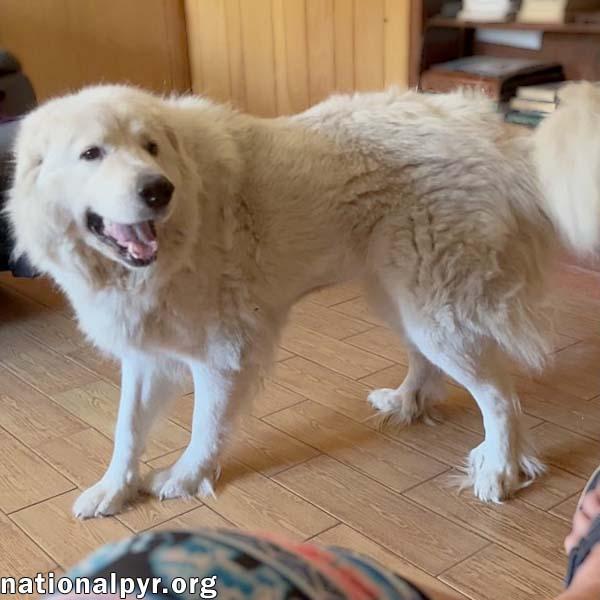 Lillie in MS - Loves Peanut Butter Ritz Bits!, a ADOPTABLE Great Pyrenees in Gulfport, MS image 1/4