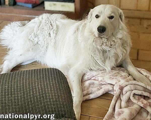 Enlarge Lillie in MS - Loves Peanut Butter Ritz Bits!, a ADOPTABLE Great Pyrenees in Gulfport, MS image 2/4