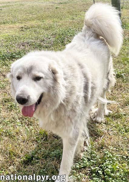 Lillie in MS - Loves Peanut Butter Ritz Bits!, a ADOPTABLE Great Pyrenees in Gulfport, MS image 3/4