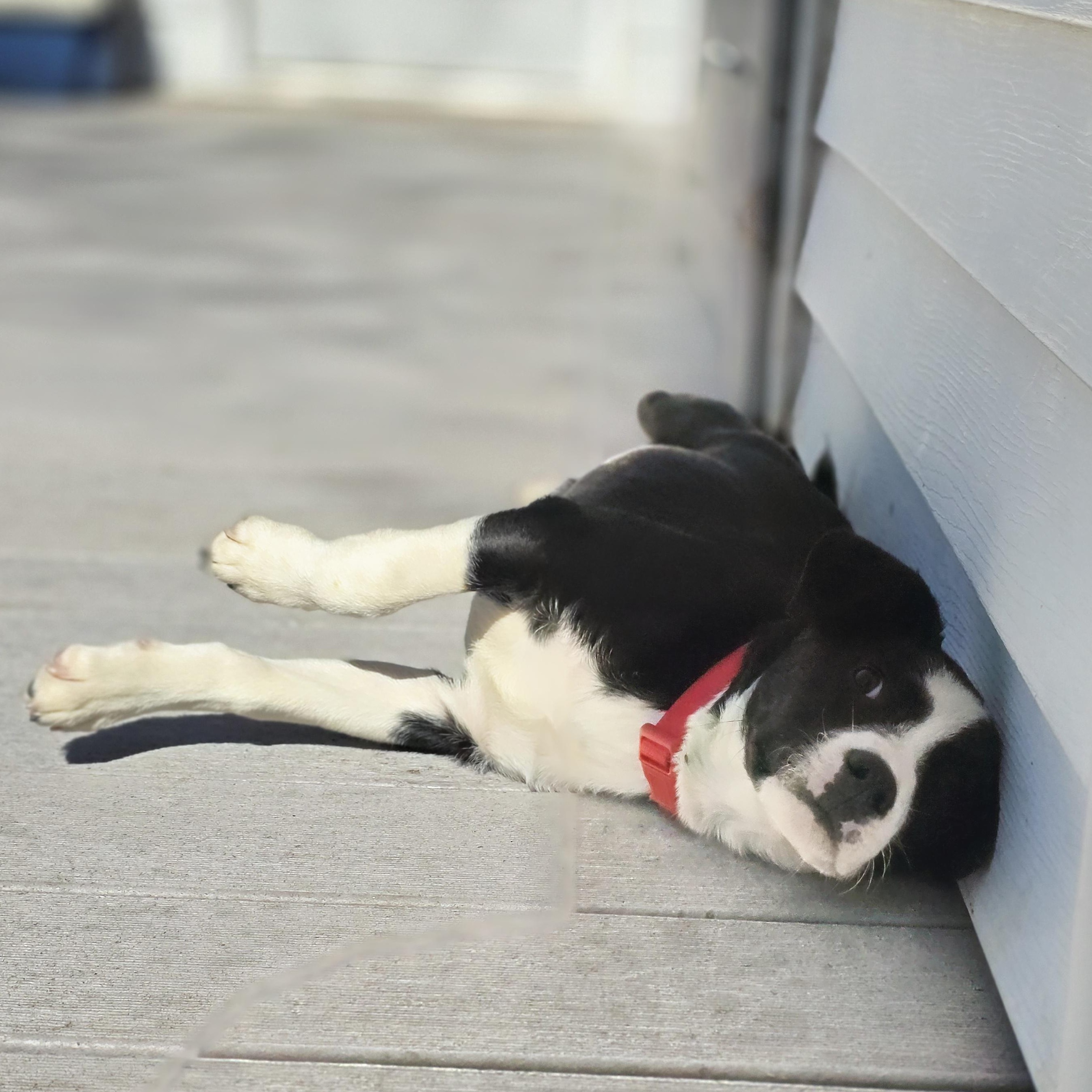 Enlarge Dax, a ADOPTABLE mixed breed in Lincoln, NE image 4/6