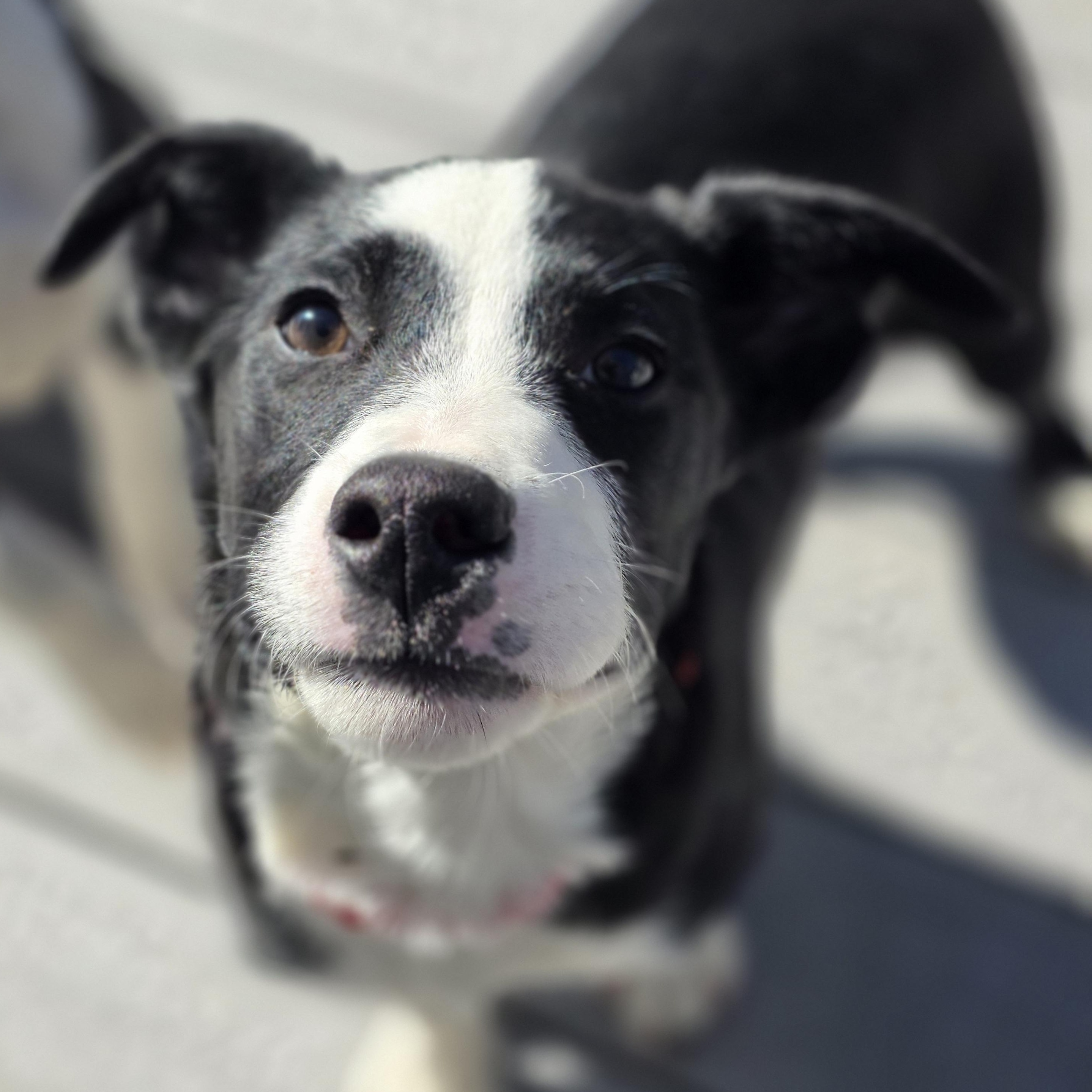 Enlarge Dax, a ADOPTABLE mixed breed in Lincoln, NE image 2/6