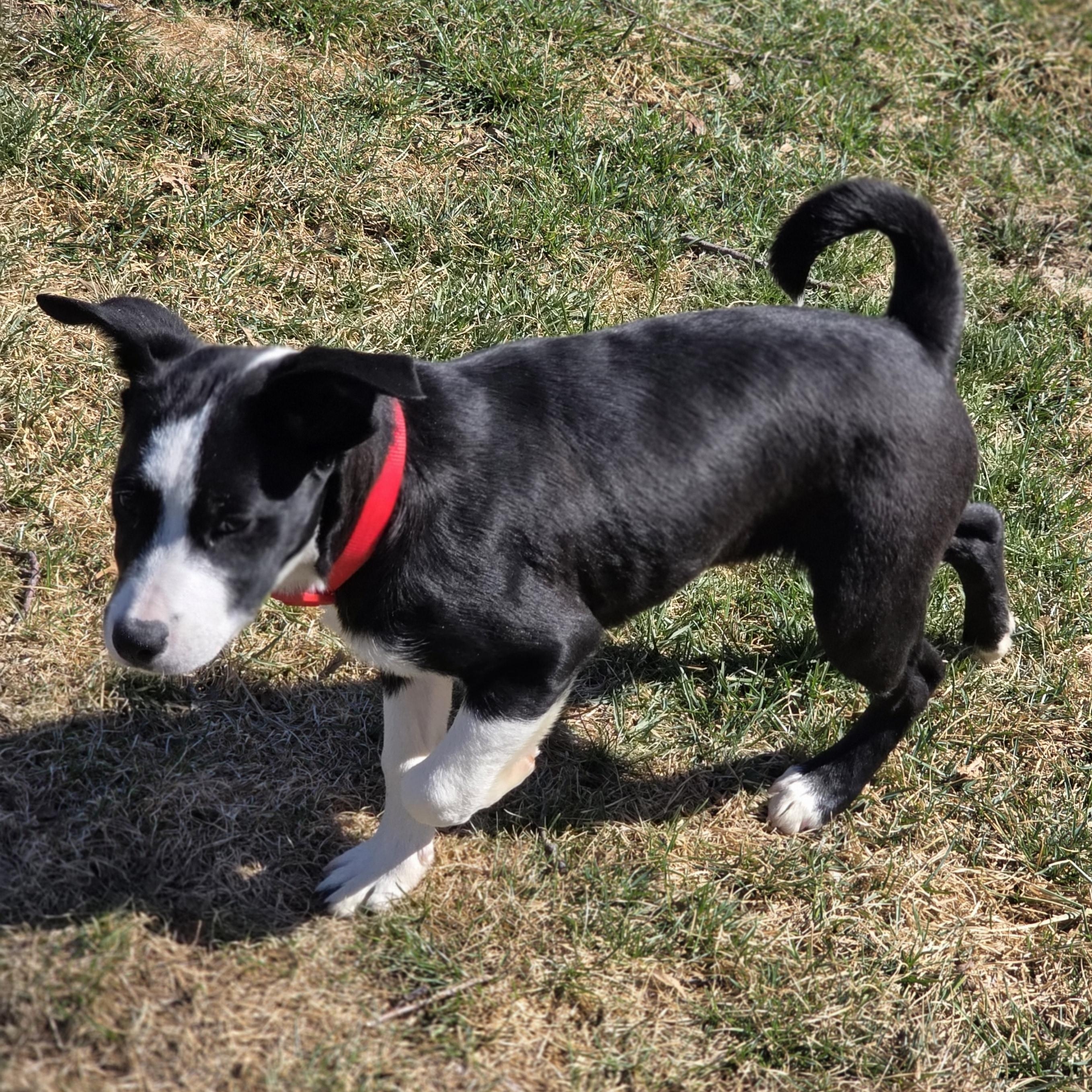 Enlarge Dax, a ADOPTABLE mixed breed in Lincoln, NE image 5/6