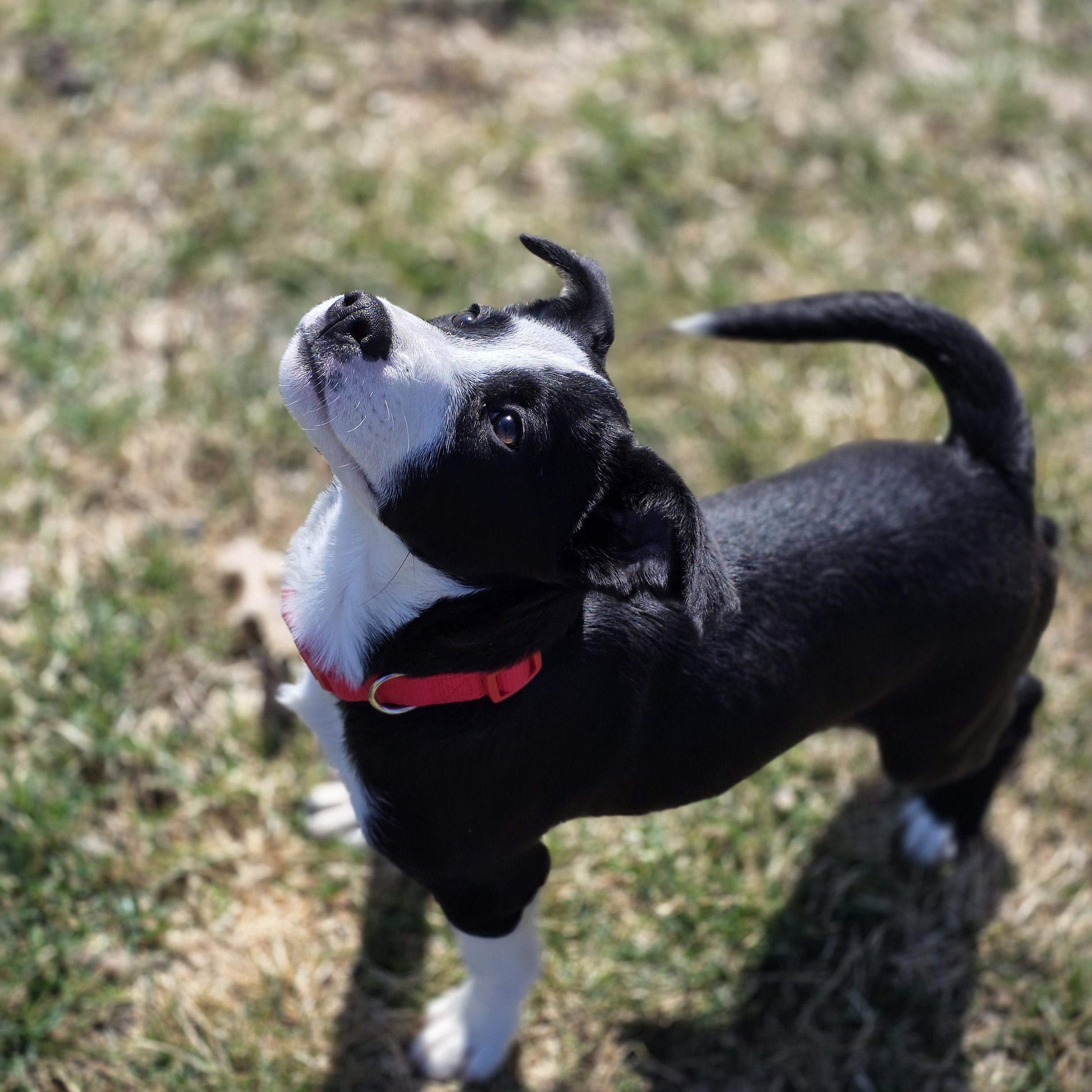 Enlarge Dax, a ADOPTABLE mixed breed in Lincoln, NE image 3/6