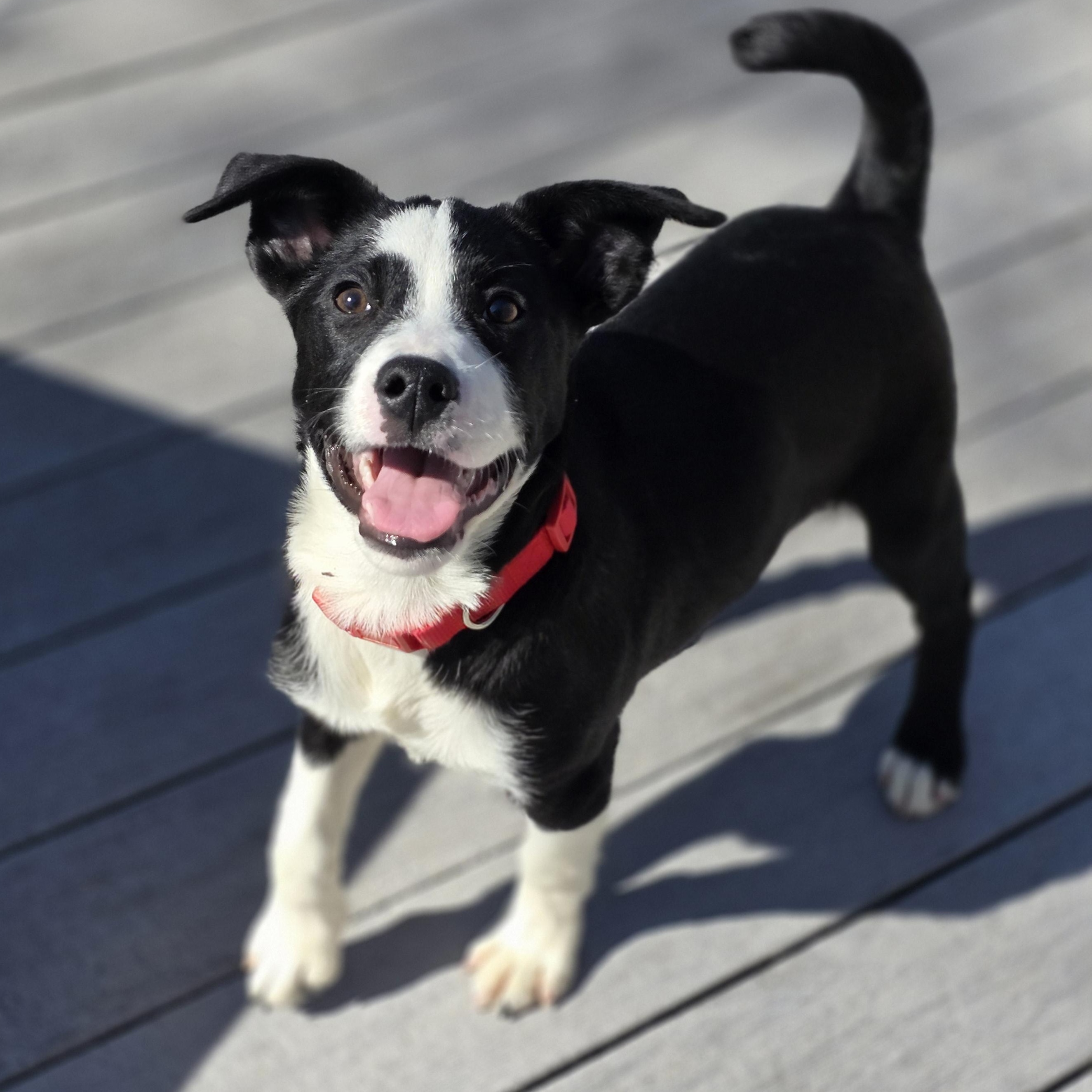 Enlarge Dax, a ADOPTABLE mixed breed in Lincoln, NE image 1/6