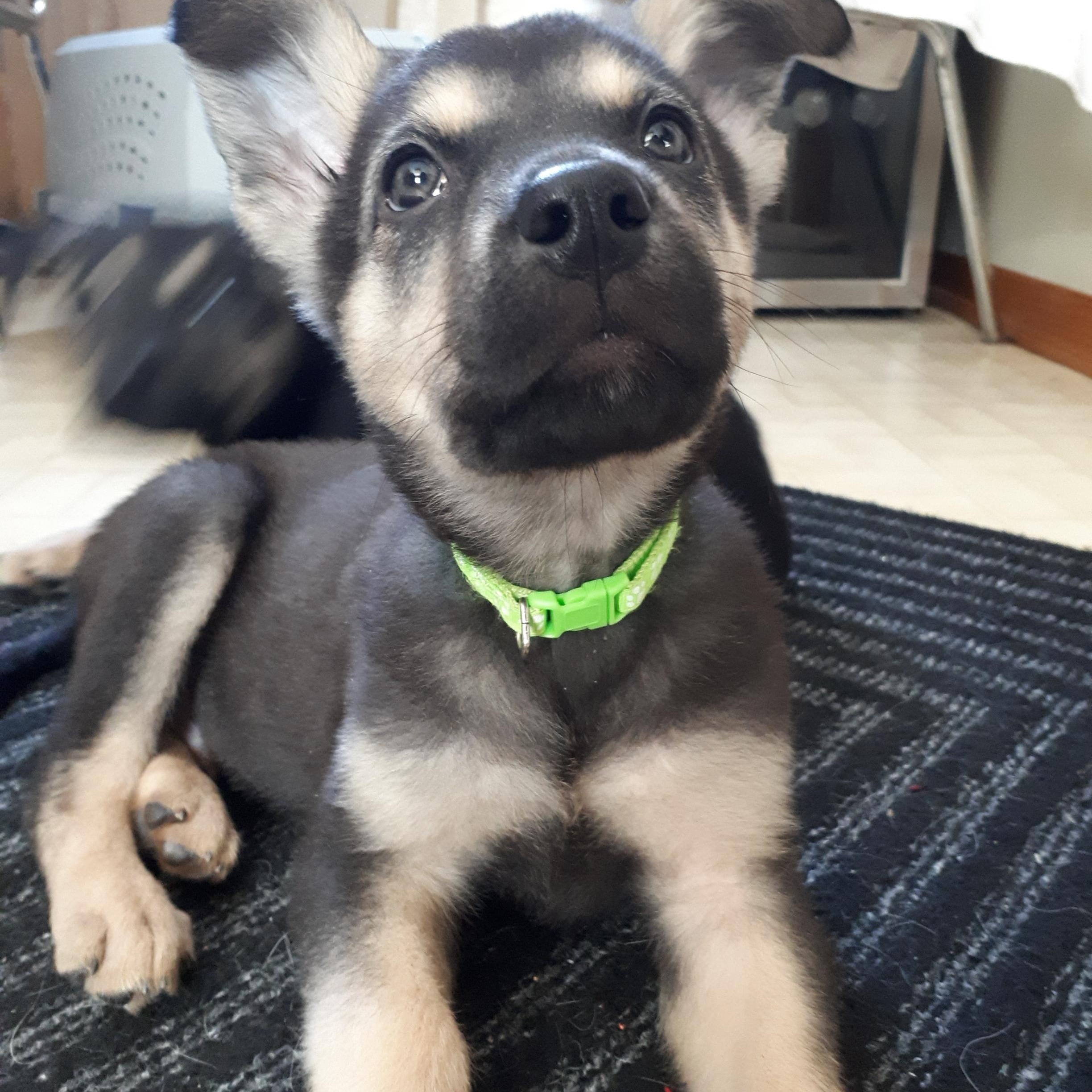 Enlarge Dash, a ADOPTABLE mixed breed in Saskatoon, SK image 1/3