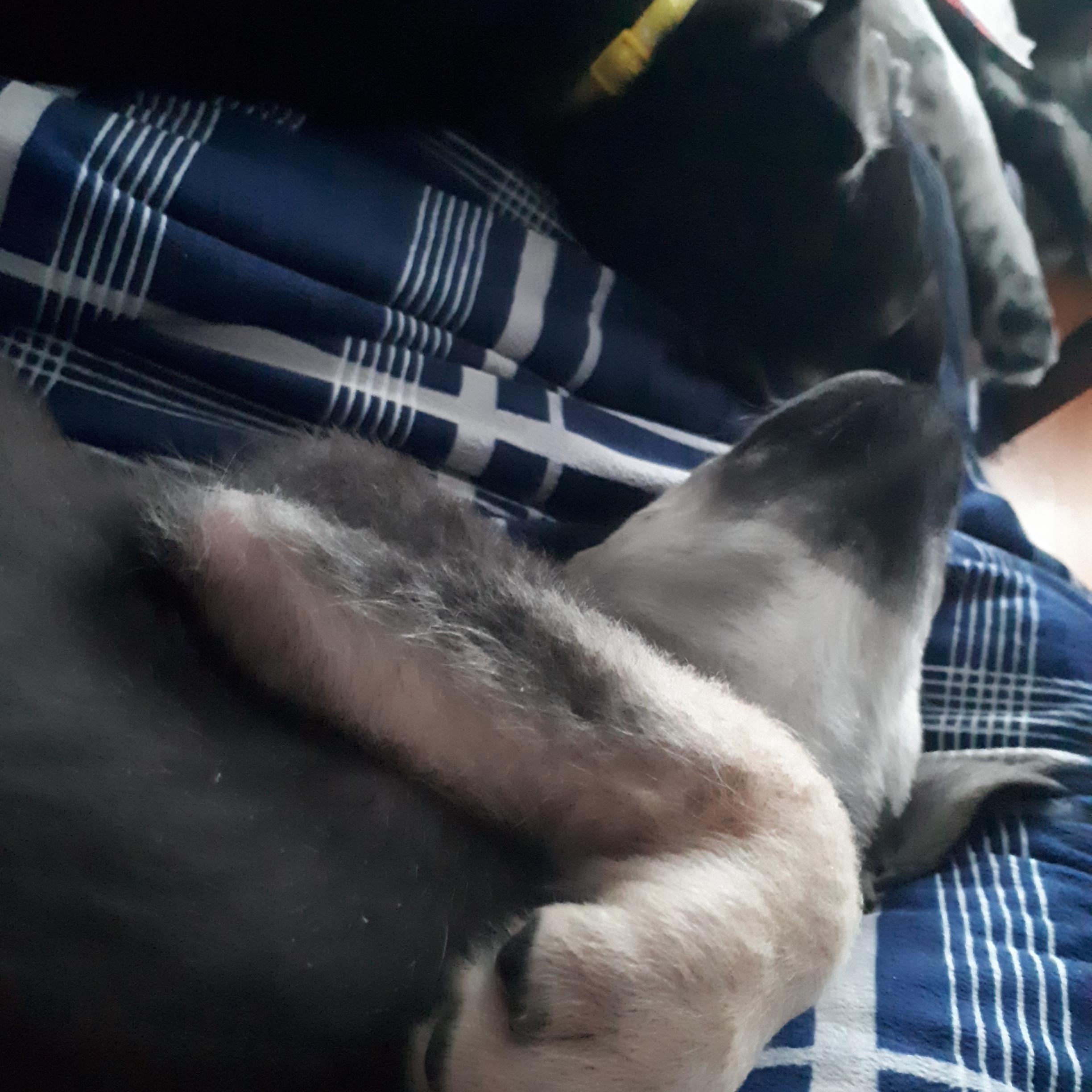 Enlarge Dash, a ADOPTABLE mixed breed in Saskatoon, SK image 2/3