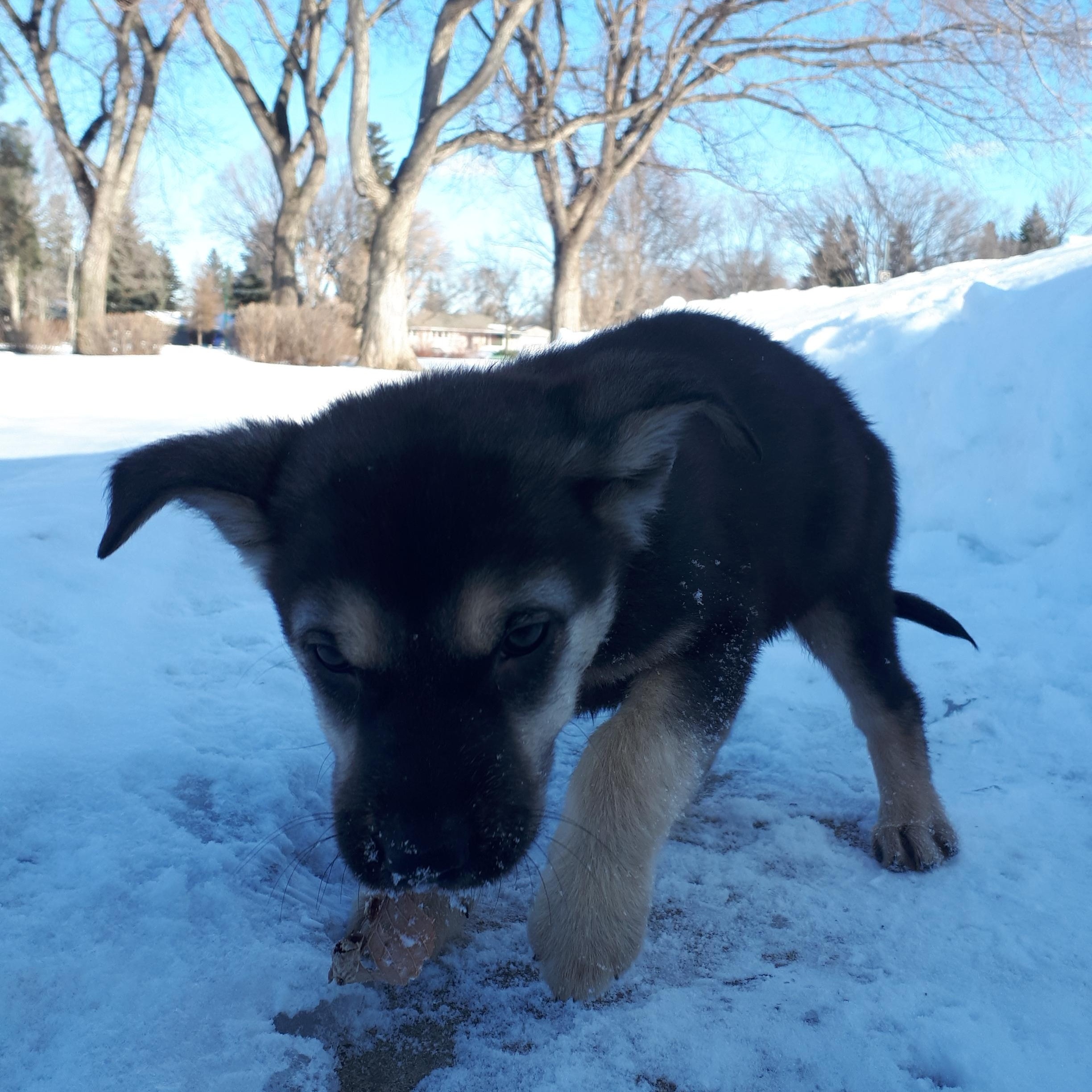 Enlarge Dash, a ADOPTABLE mixed breed in Saskatoon, SK image 3/3